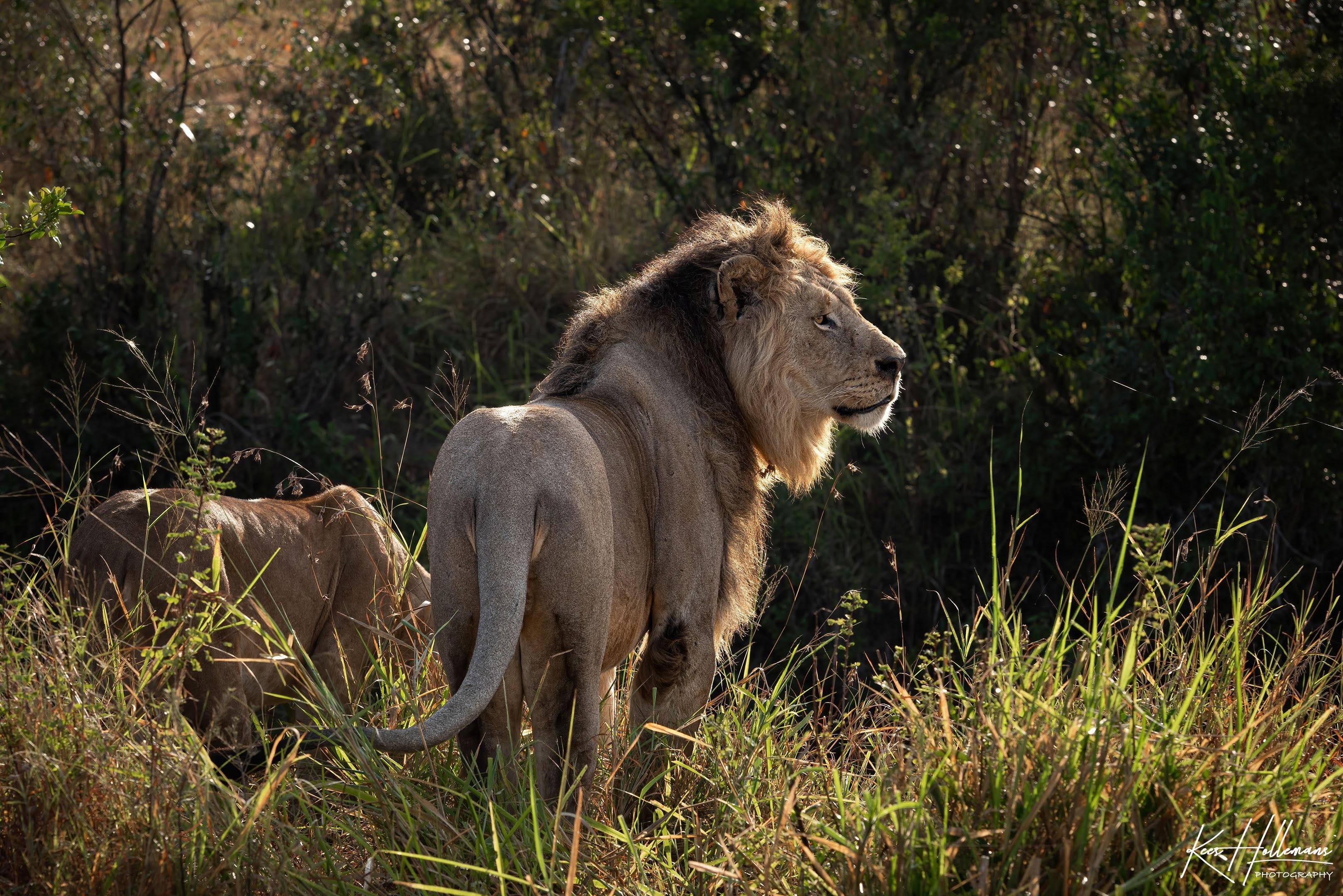Maasai Mara Express: 1-Day Safari from Nairobi