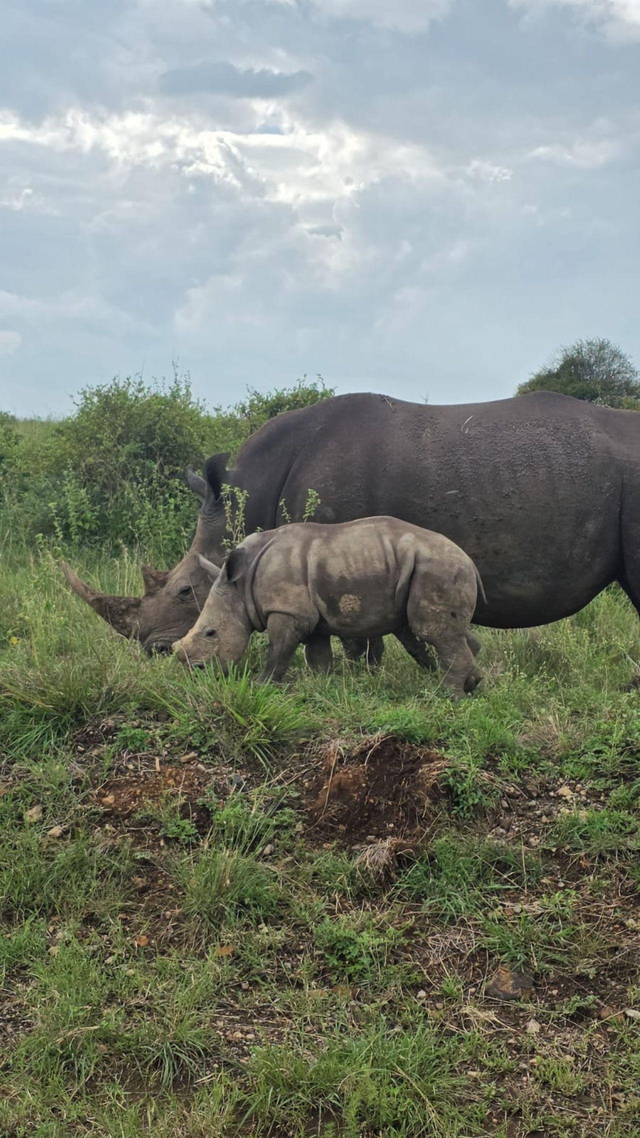 Nairobi Safari: National Park, Elephant Orphanage & Giraffe Center