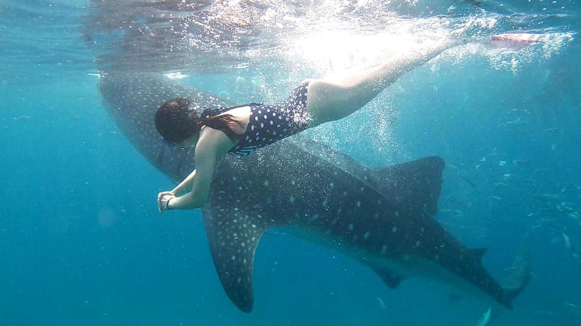Cebu: Whale Shark Swim & Kawasan Falls Canyoneering Day Tour