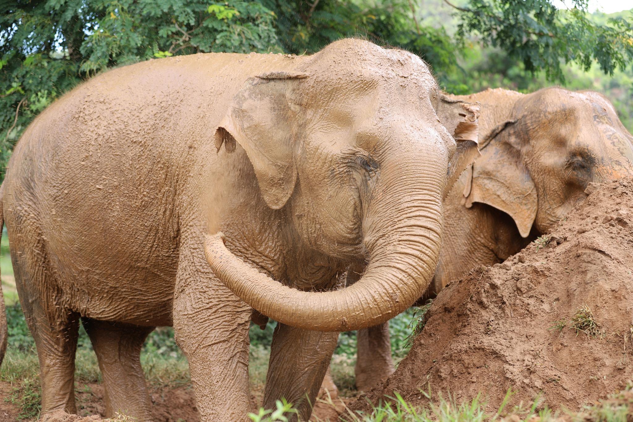 Samui Ethical Elephant Sanctuary Half-Day Experience