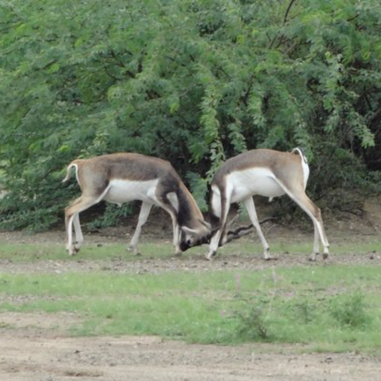 Jodhpur Bishnoi Village Private Safari