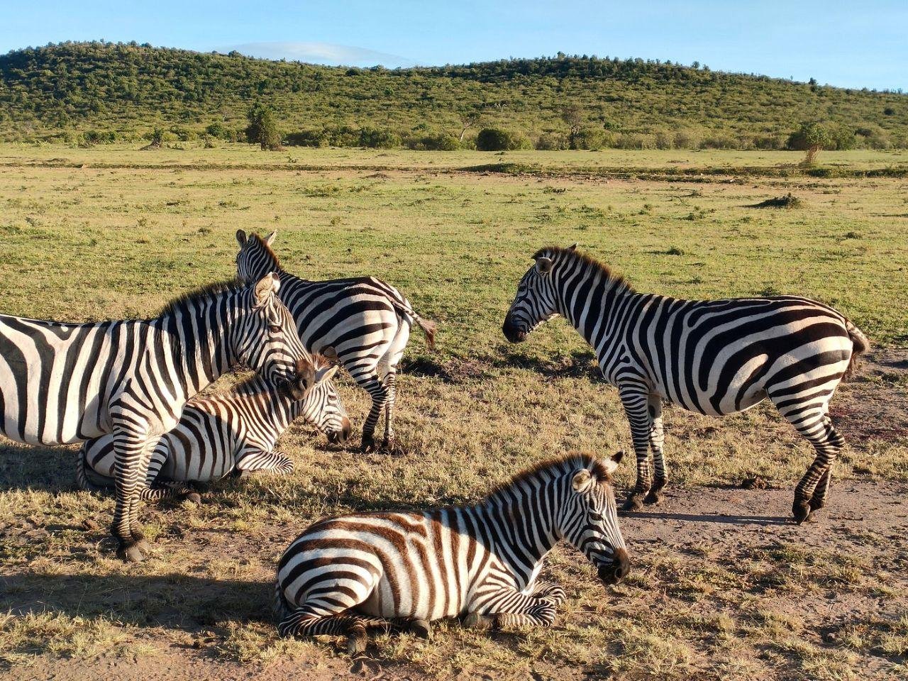 3-Day Maasai Mara Shared Jeep Safari from Nairobi