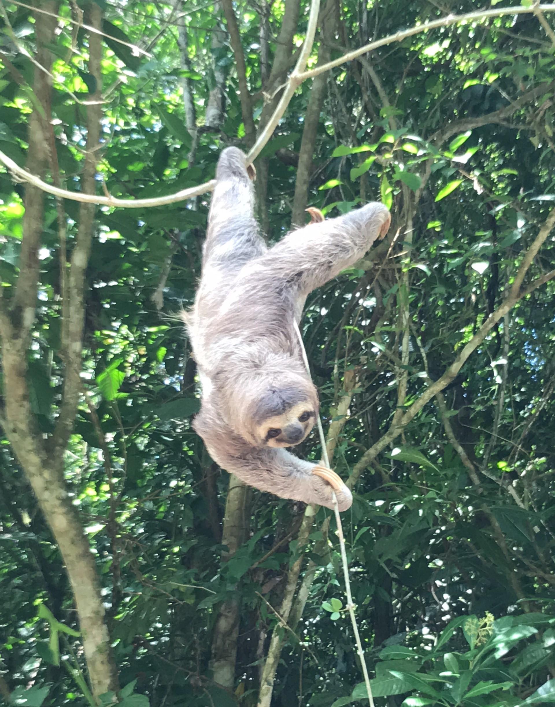 Manuel Antonio National Park: Expert-Guided Wildlife Hike