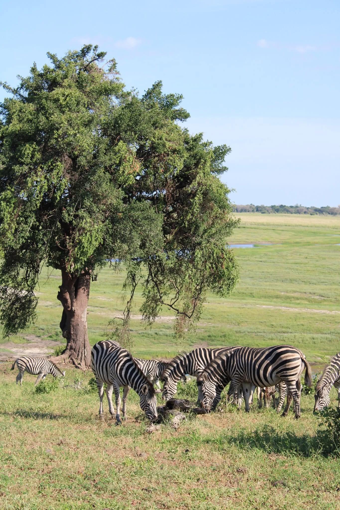 Chobe National Park Full-Day Safari from Victoria Falls