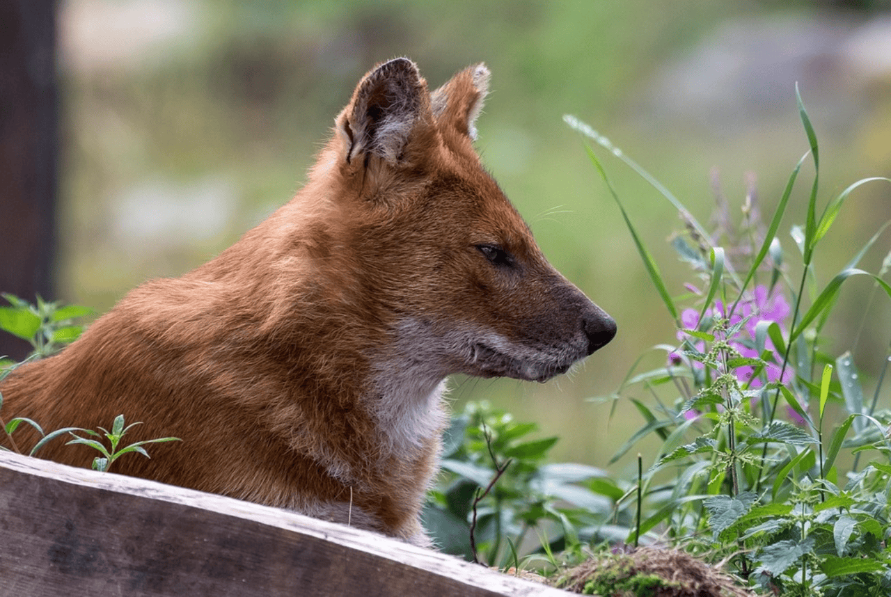Rovaniemi to Ranua Wildlife Park: Arctic Animal Day Trip