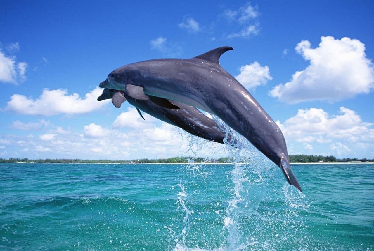 Wasini Island Dhow Cruise with Kisite Snorkeling & Dolphin Safari