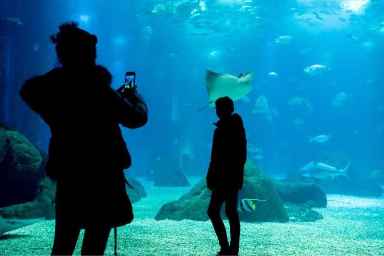 Lisbon Oceanarium Entry & Tagus River Cruise