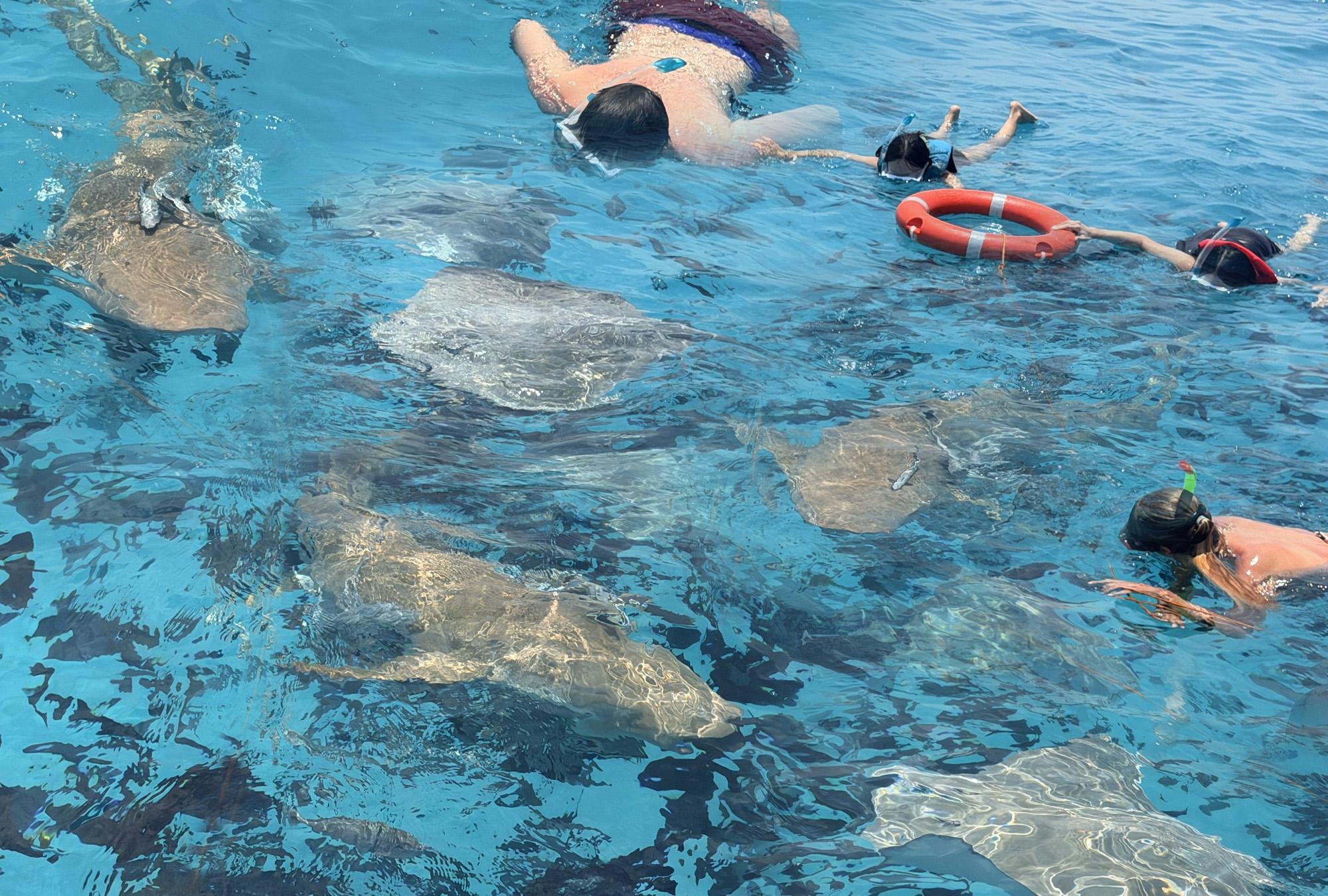 Nurse Shark Snorkeling & Coral Reef Adventure