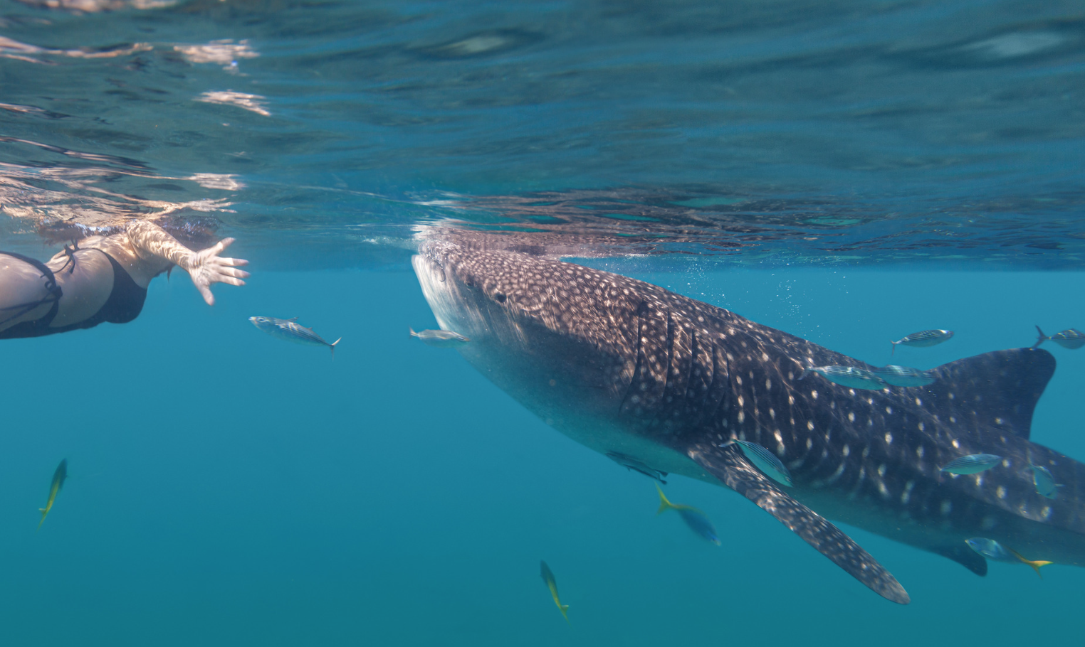 La Paz Whale Shark Snorkeling Adventure