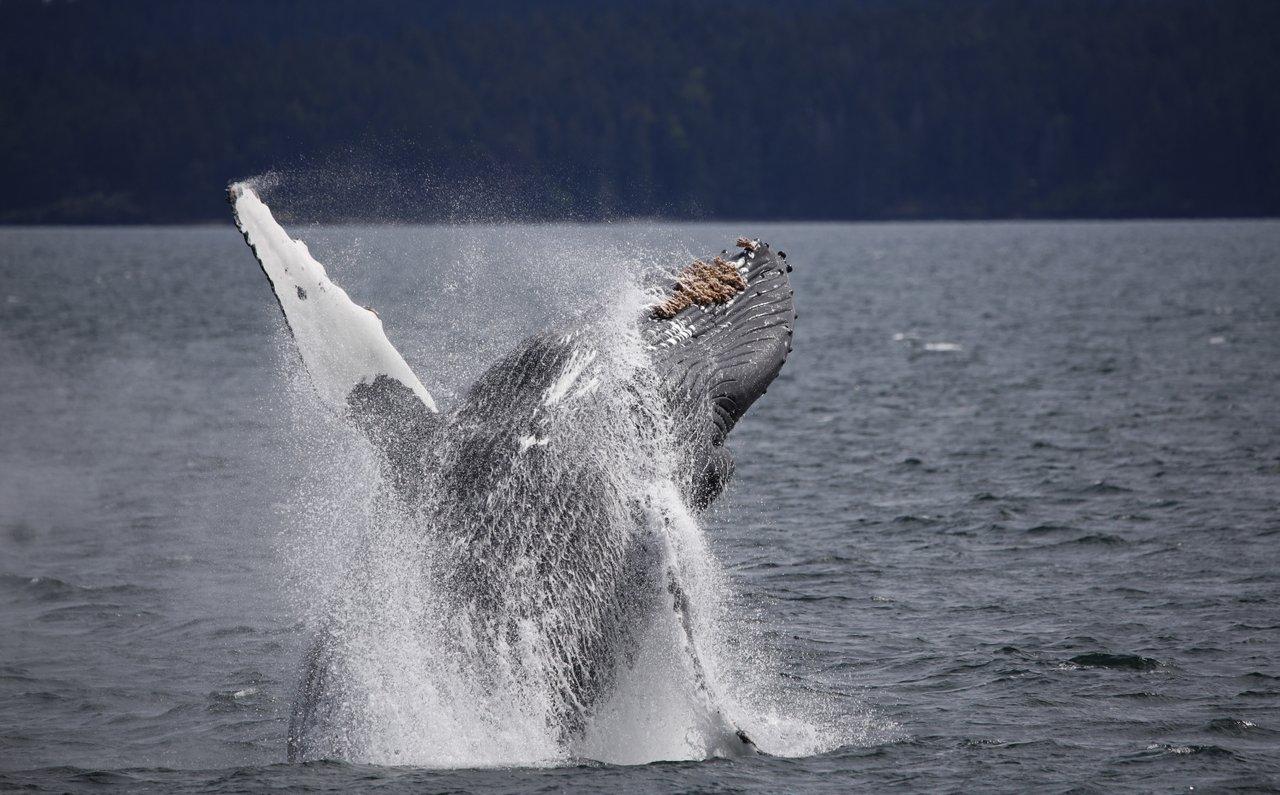 Vancouver whale watching tour — orcas and marine wildlife in the Salish Sea — image 13