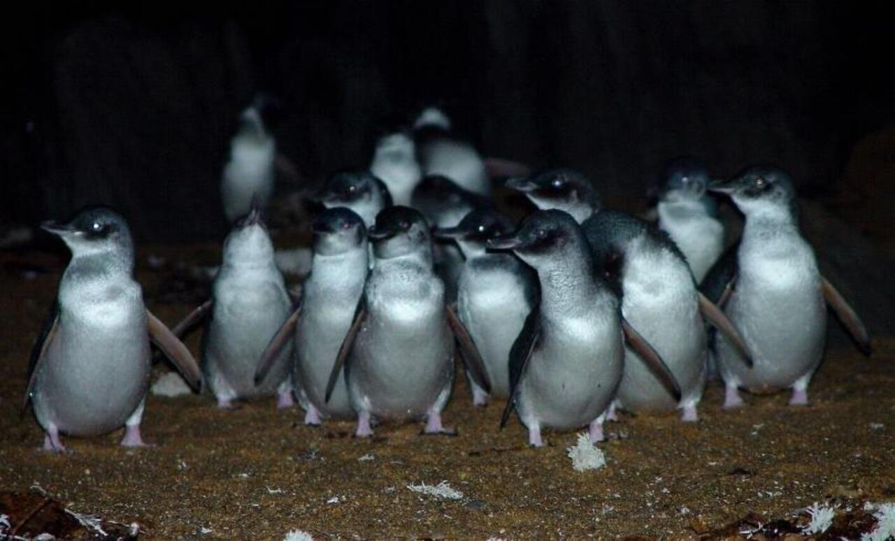 Low Head Penguin Tour with Transfer from Launceston