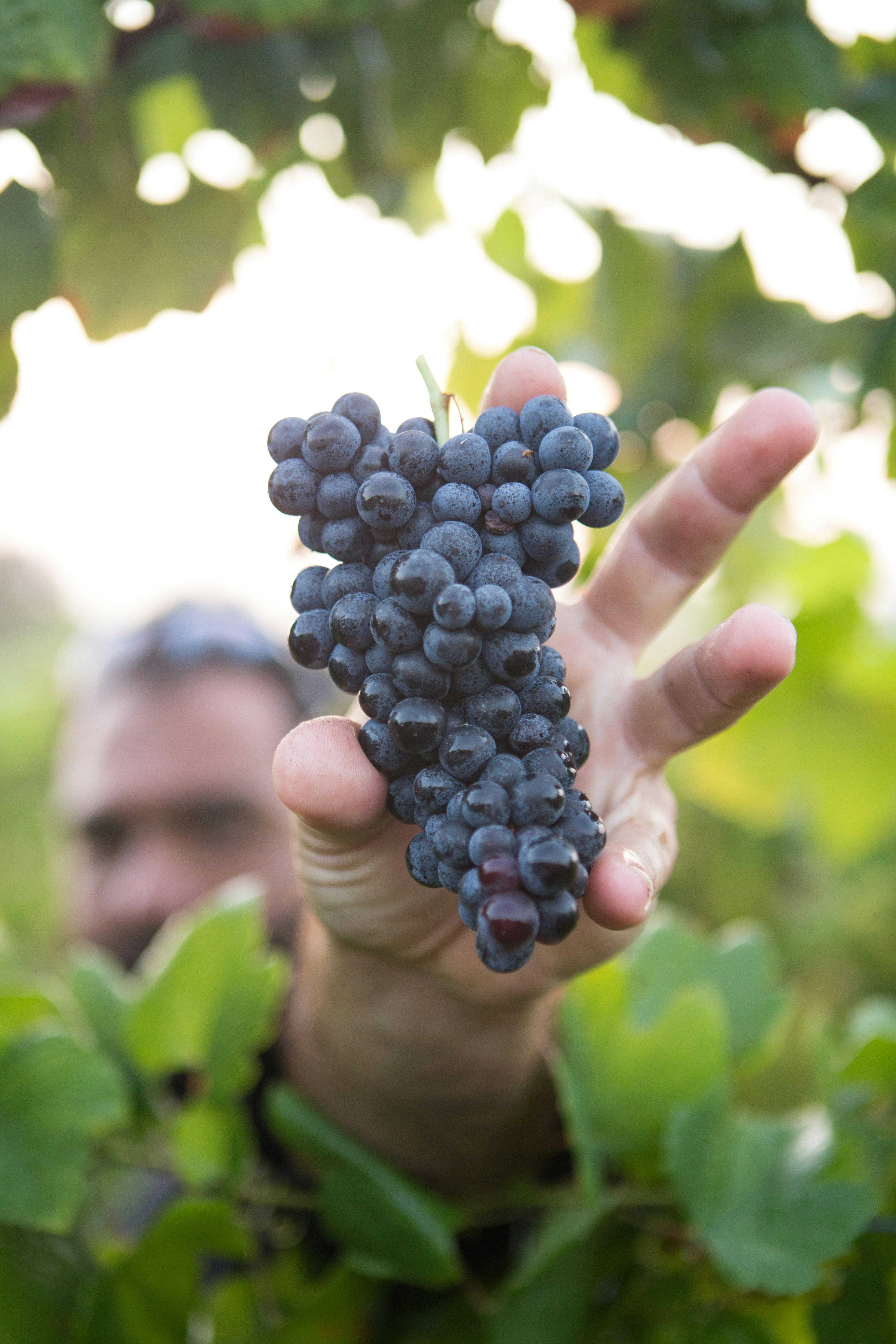 Santa Ynez Valley Wine Experience with Lunch