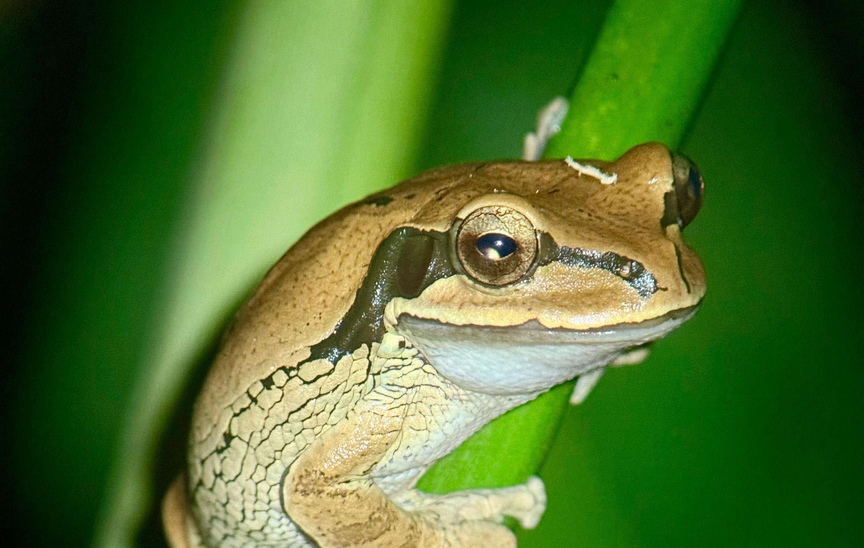 Manuel Antonio Night Wildlife Walk with Expert Naturalist
