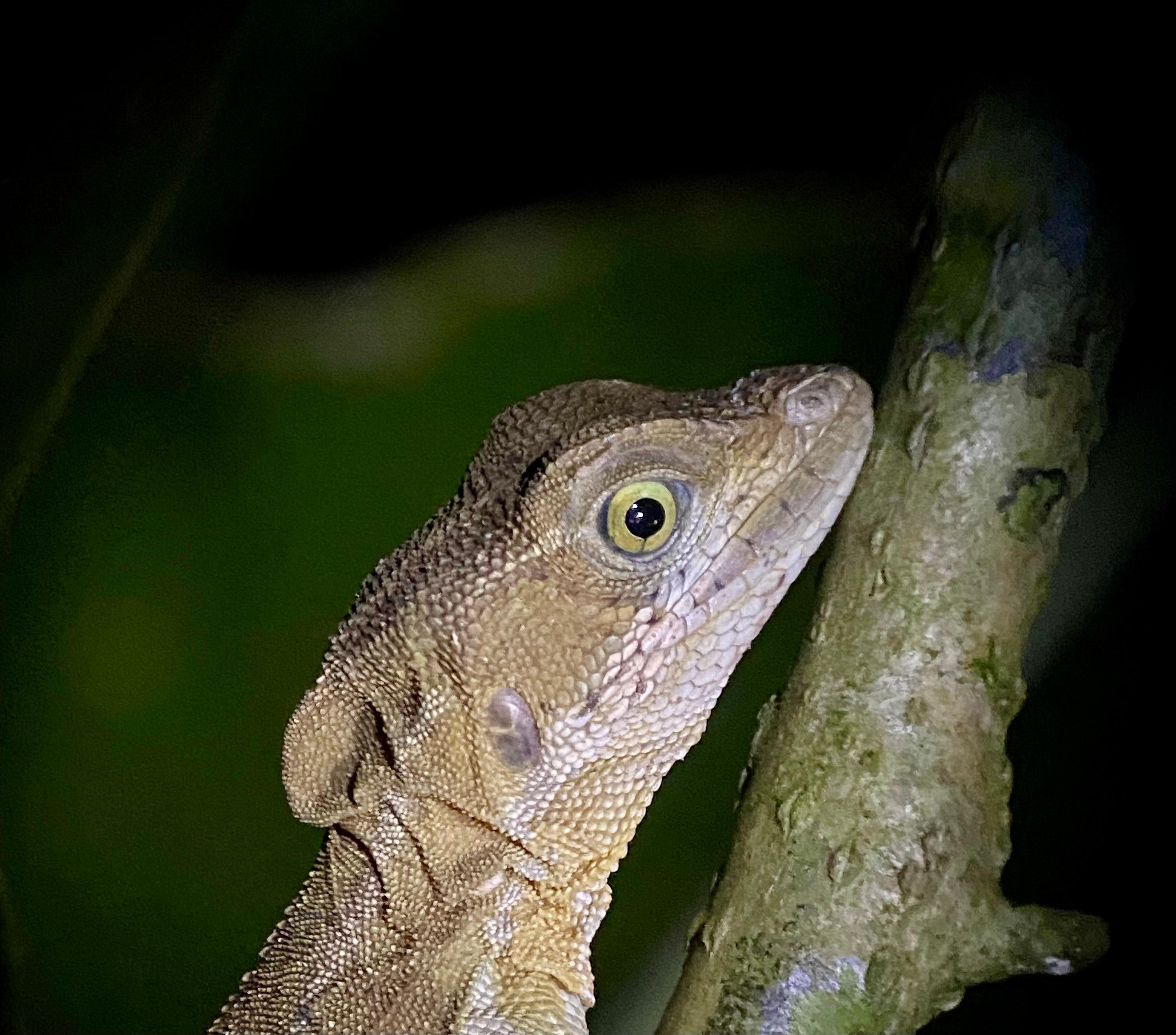 Manuel Antonio Night Wildlife Walk with Expert Naturalist