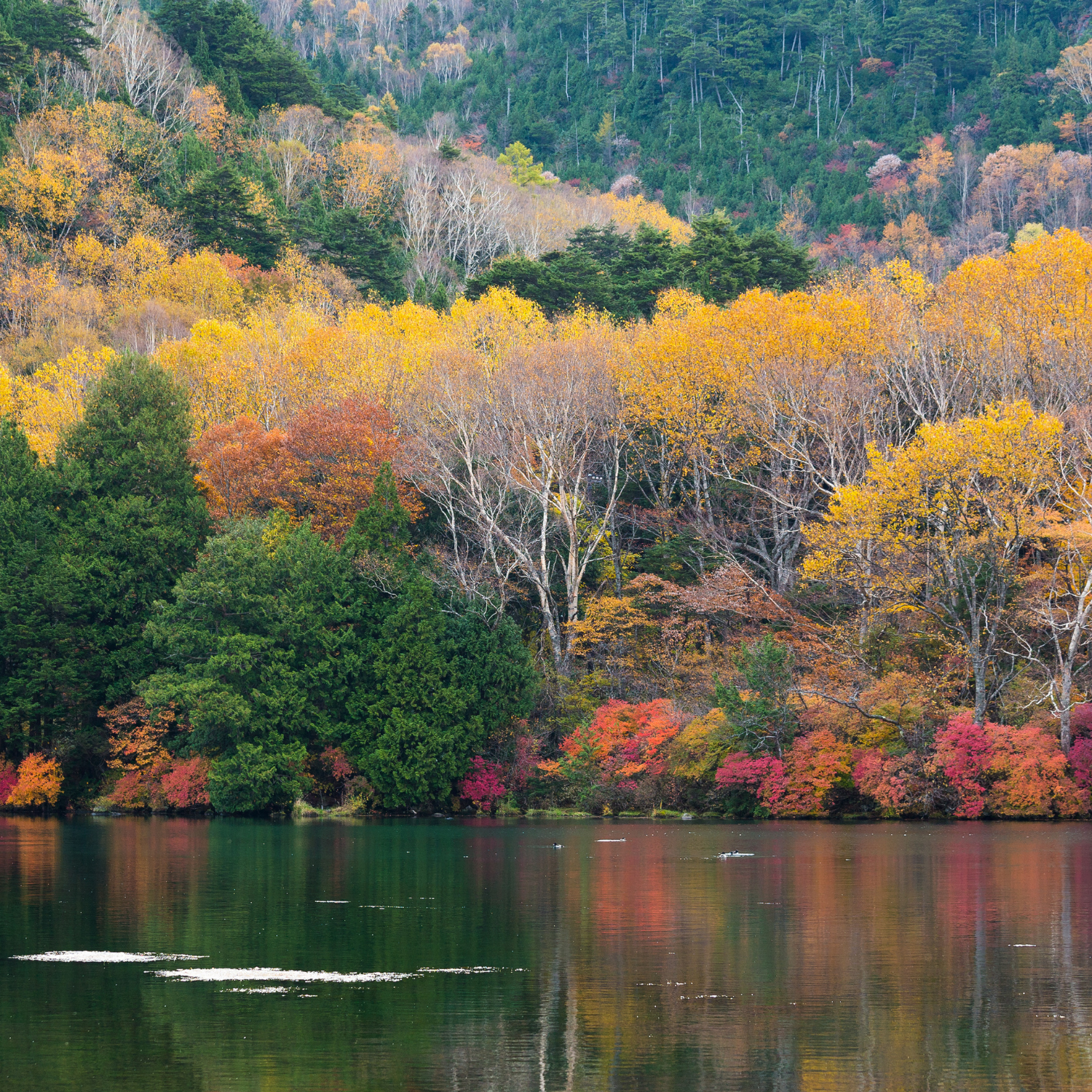 Private Nikko Day Tour from Tokyo – Fully Customizable