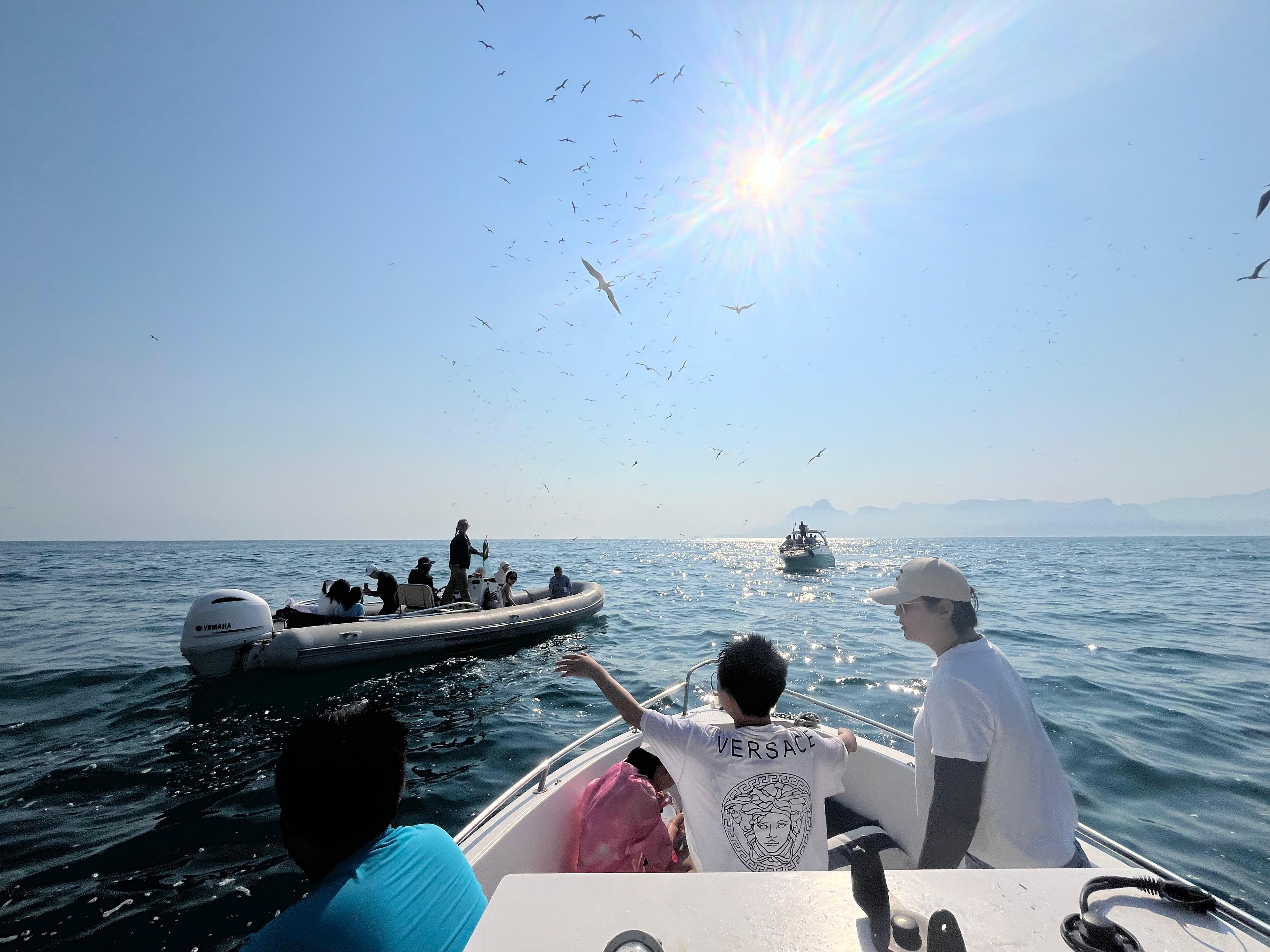 Rio de Janeiro Whale Watching Speedboat Adventure