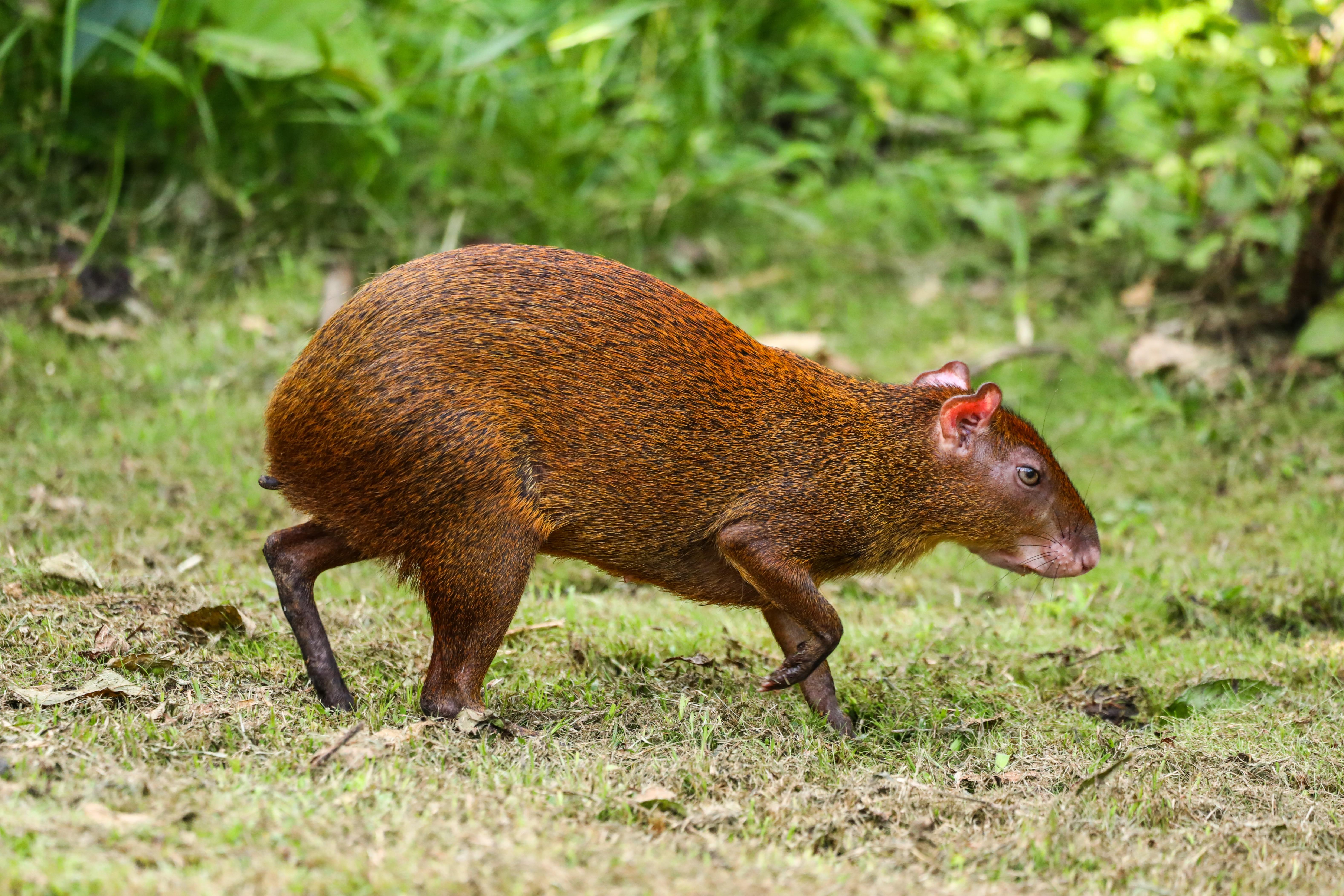 La Fortuna Bogarin Trail: Expert-Led Sloth & Wildlife Walk
