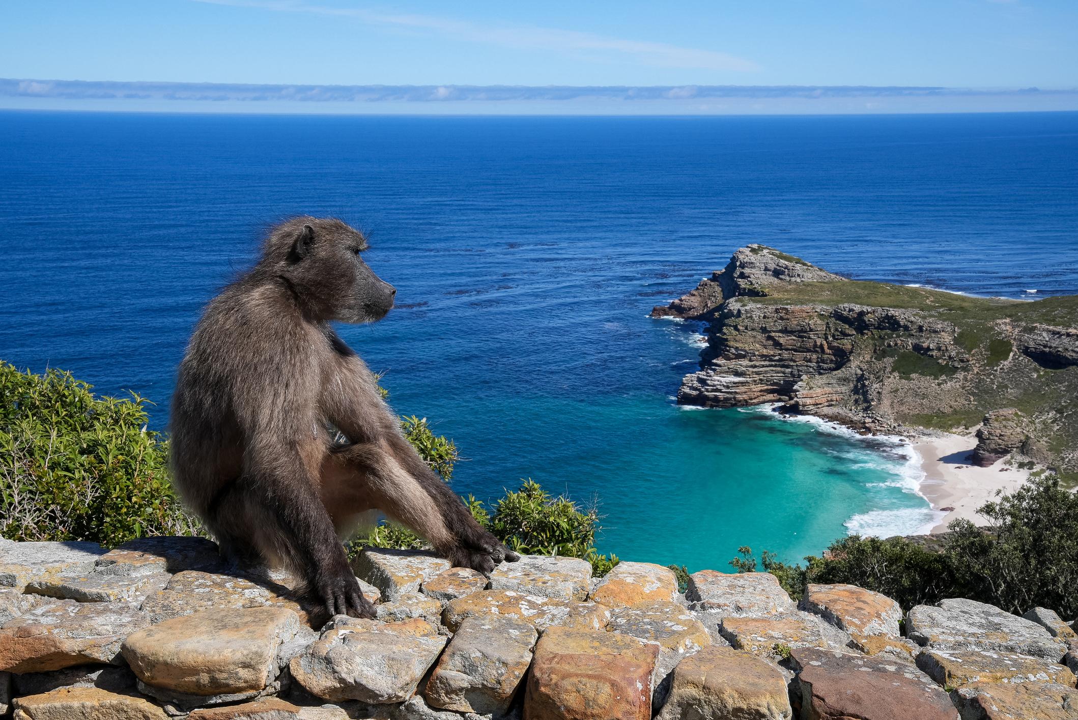Cape Town Full-Day Tour: Table Mountain, Cape Point & Penguin Colony