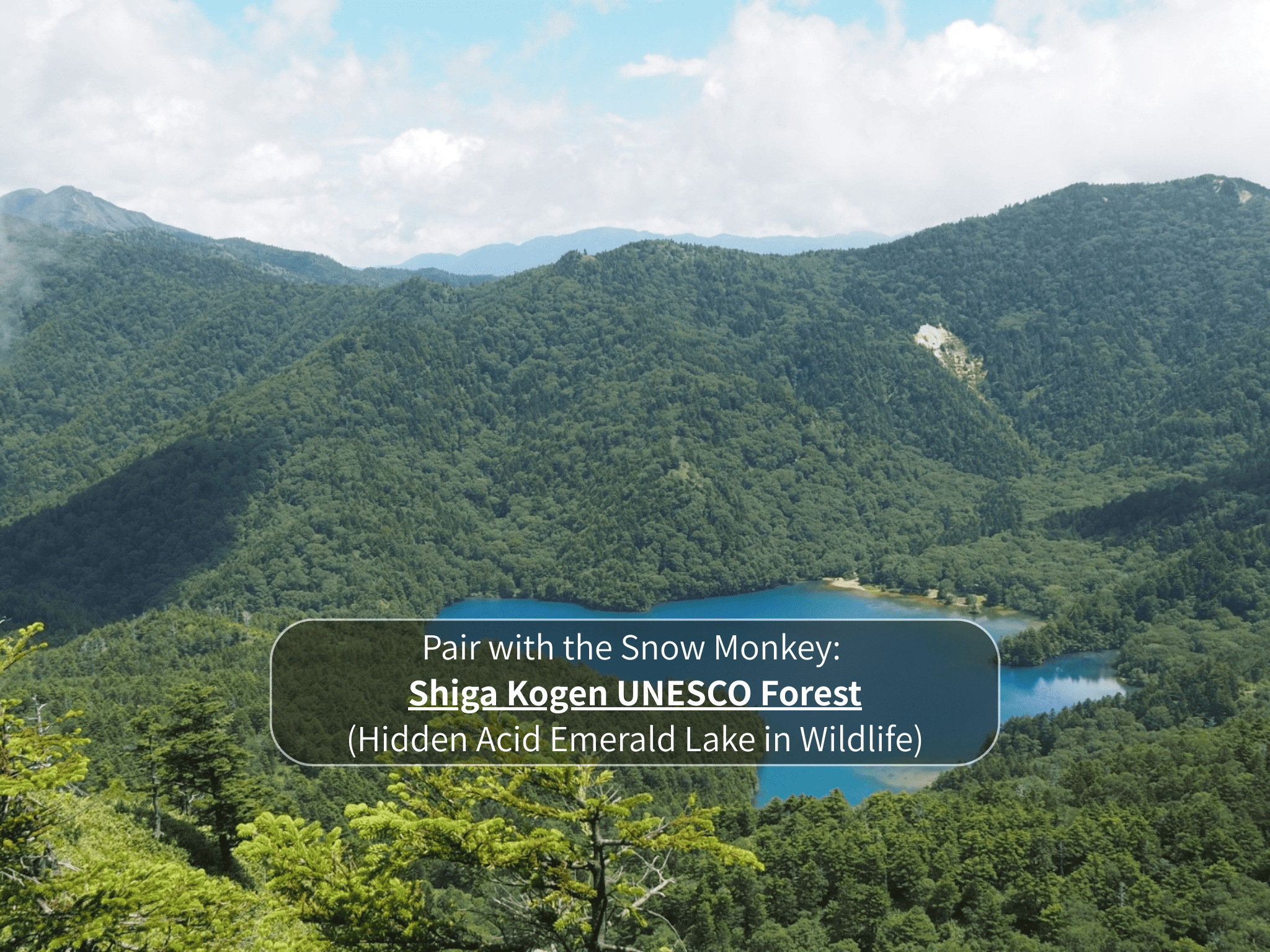 Nagano Snow Monkeys & Hidden Gems Private Day Tour