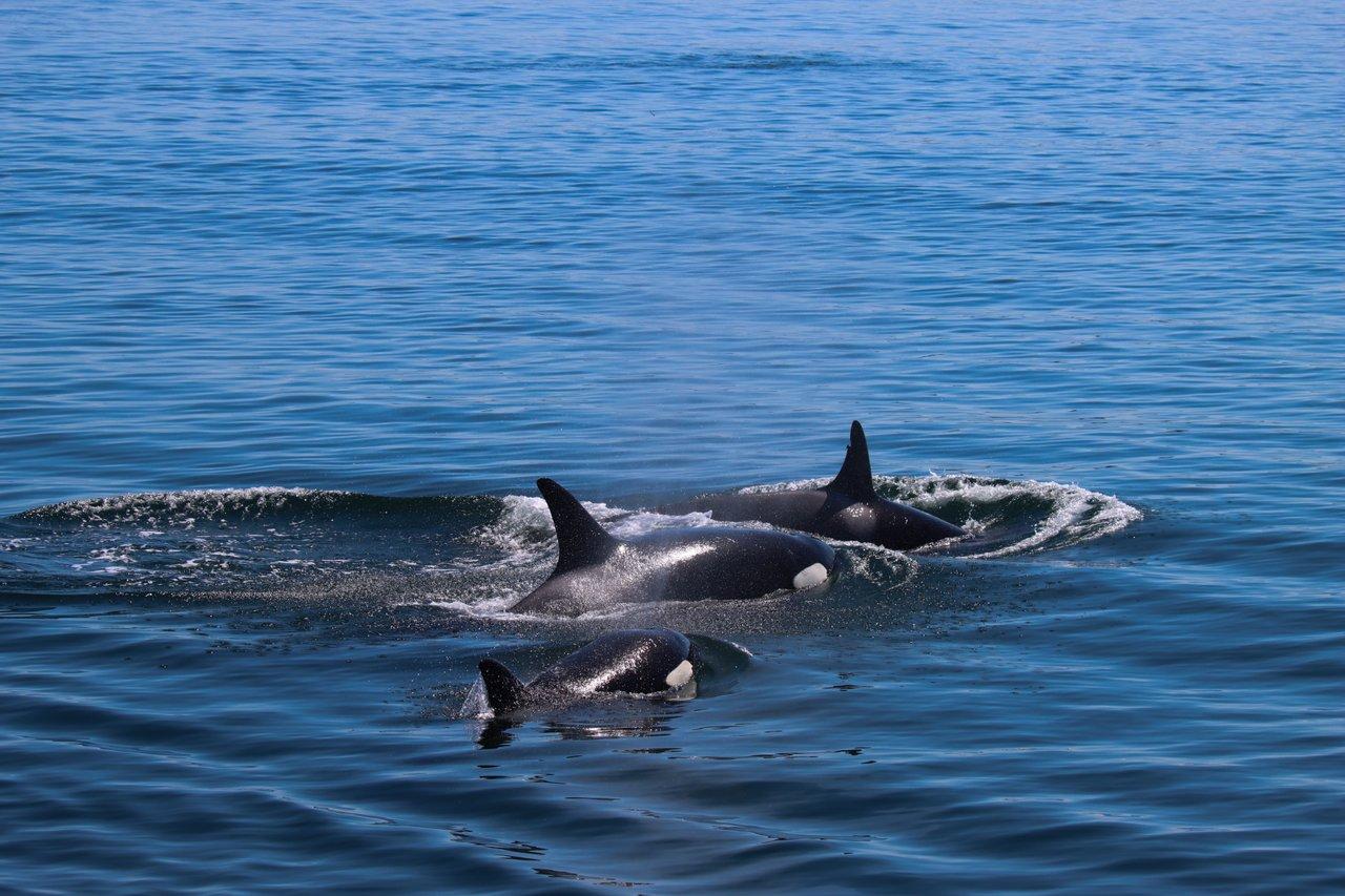 Vancouver whale watching tour — orcas and marine wildlife in the Salish Sea — image 14