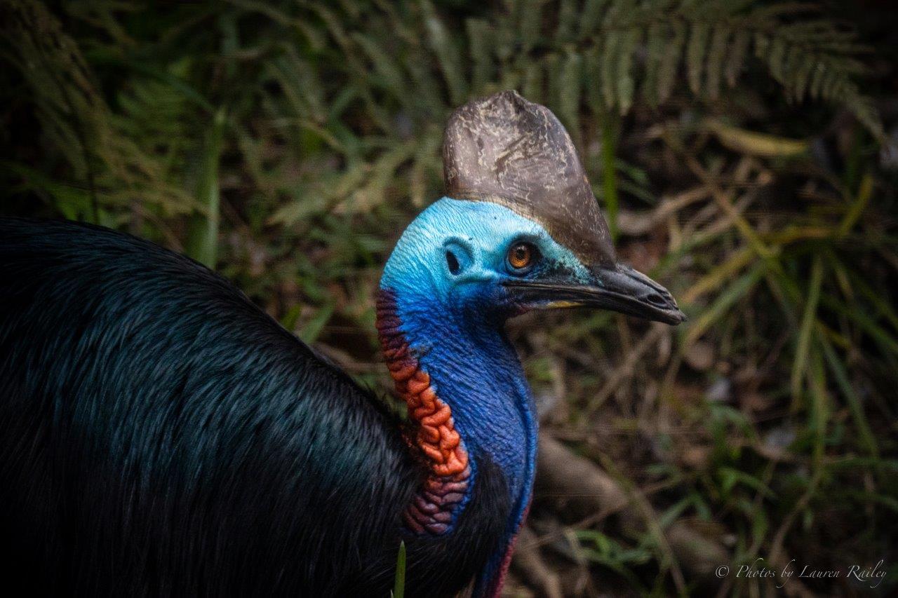 Daintree Rainforest & Mossman Gorge Full-Day Tour from Port Douglas