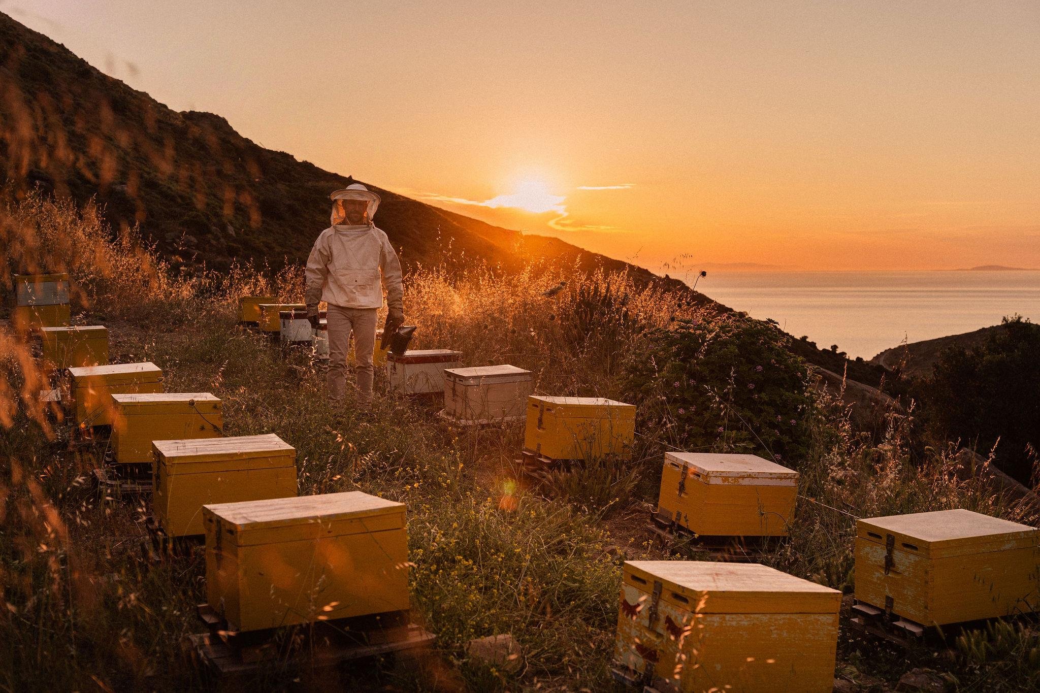 Naxos Olive Grove & Apiary Experience with Farm Breakfast