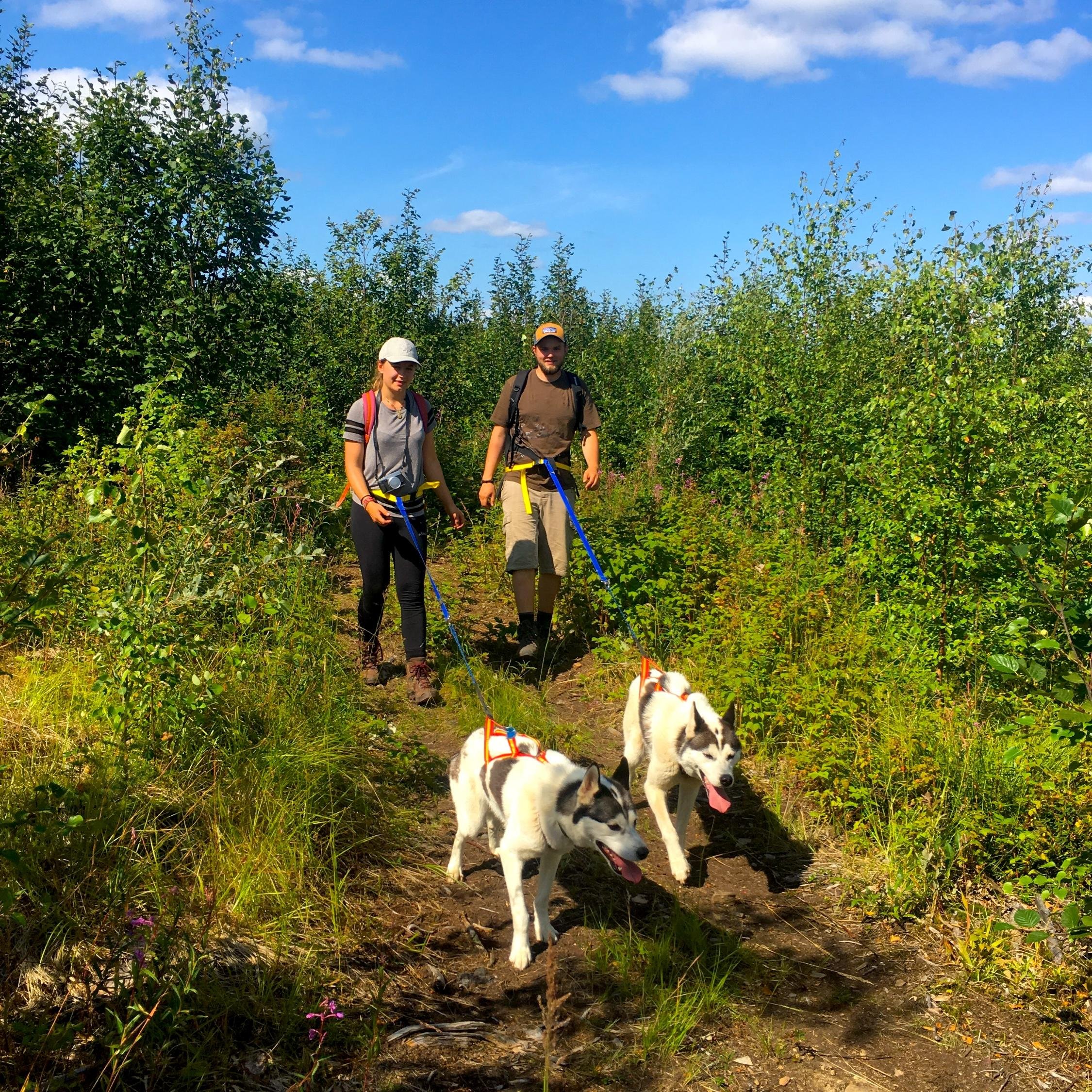 Fairbanks Husky Hiking Adventure