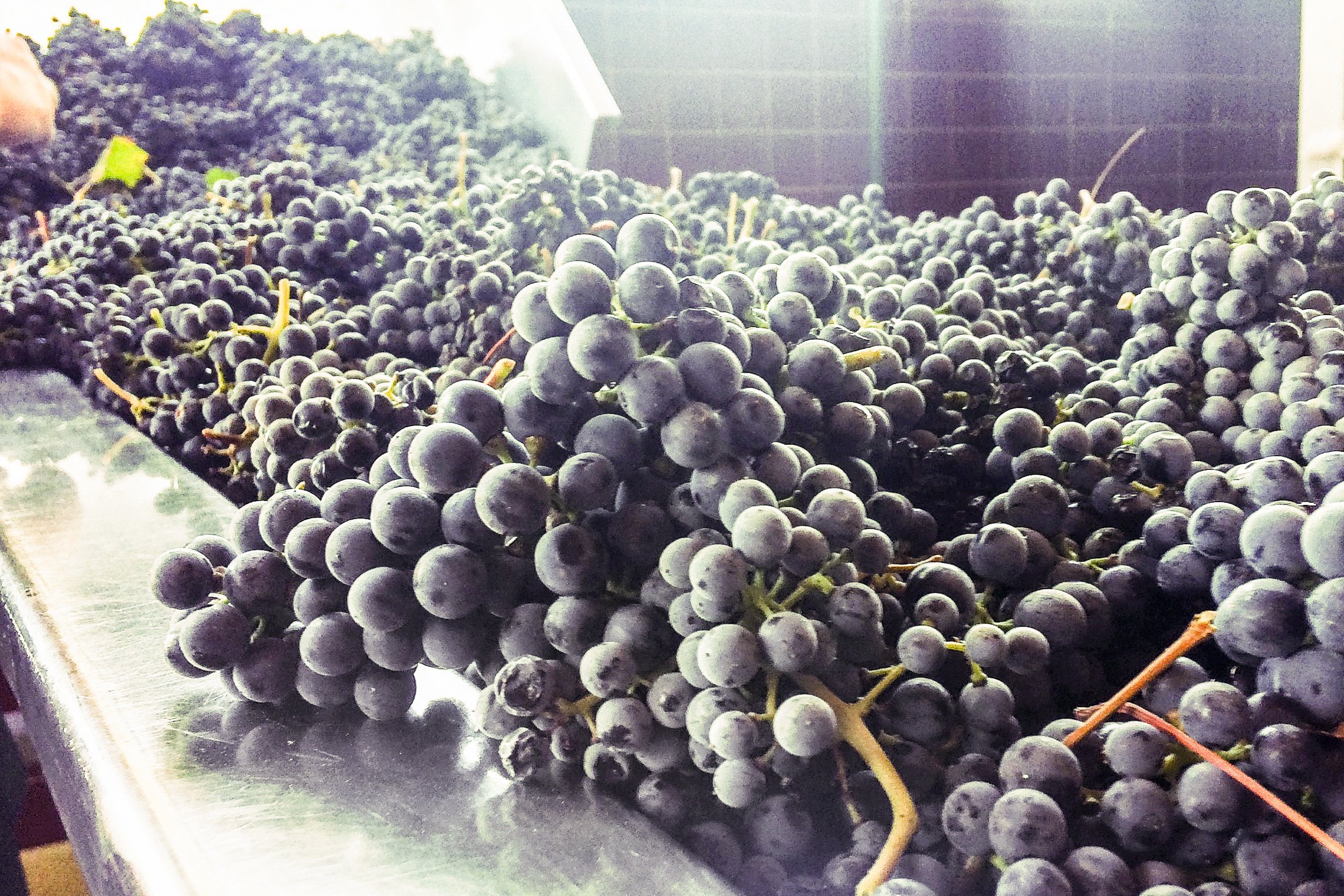 Douro Valley Day Trip: Boat Cruise, Wine Tasting & Traditional Lunch from Porto