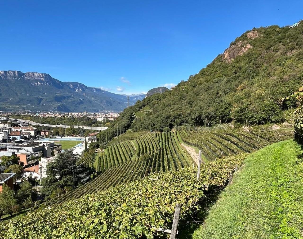 Bolzano Wine & Heritage Walk with Thurnhof Tasting