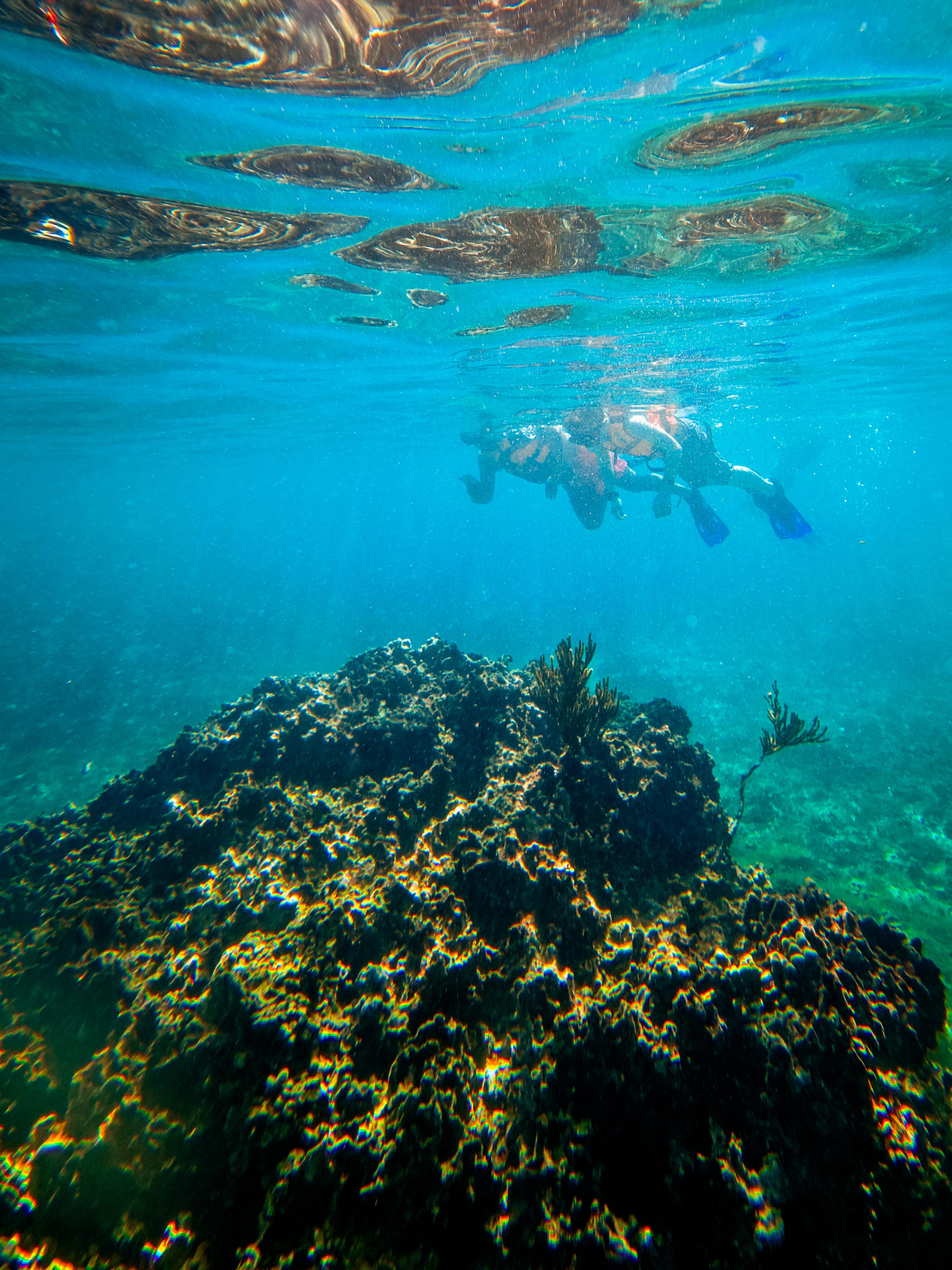Tulum Ocean Snorkel: Sea Turtles, Coral Reef & Ruins View
