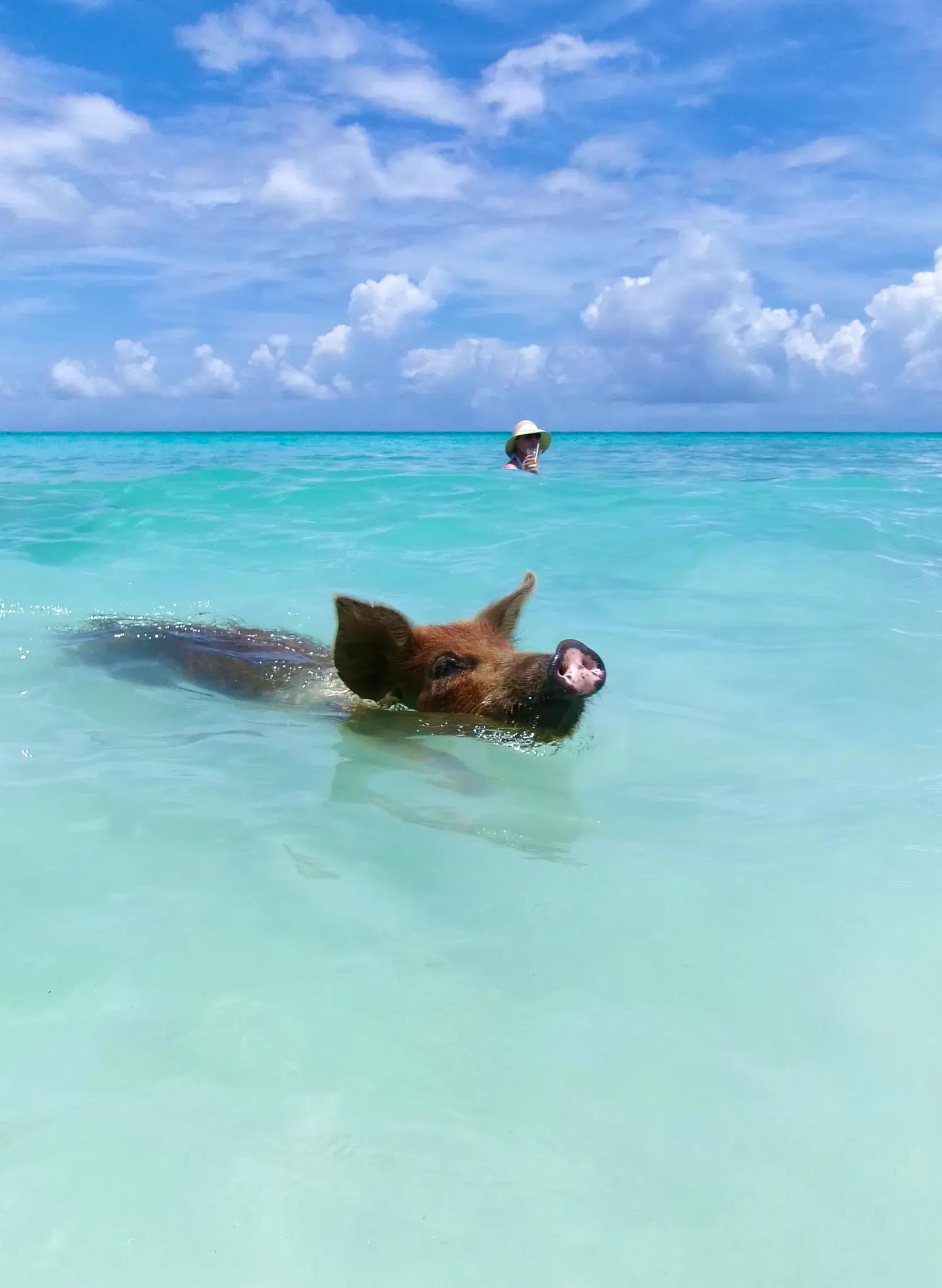 Nassau: Swimming Pigs & Private Beach Club Escape