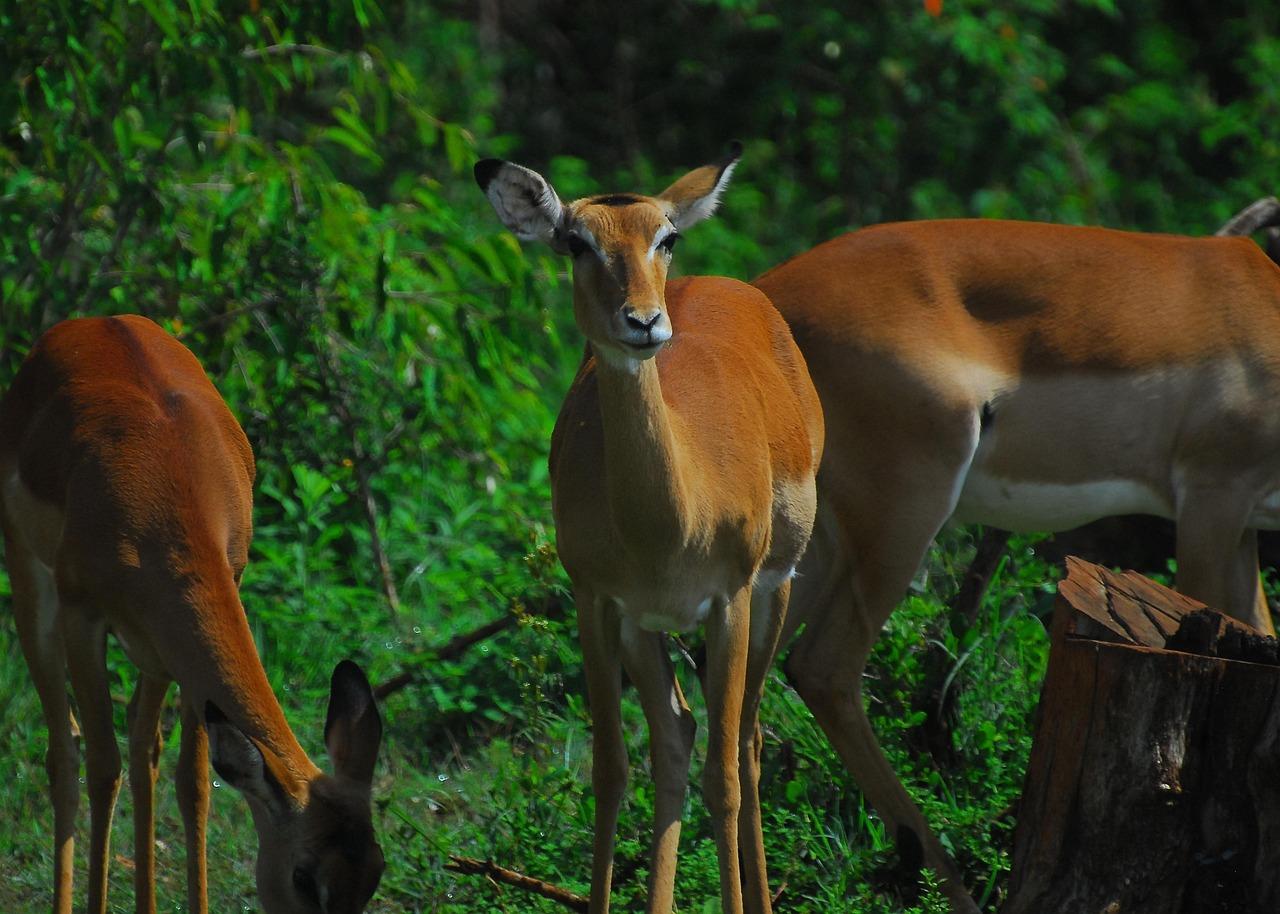 Karura Forest: Immersive Nature & History Walking Tour