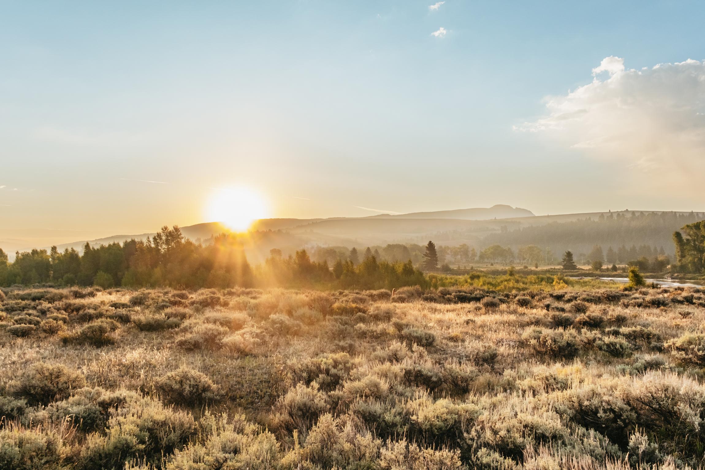 Grand Teton National Park Wildlife Safari