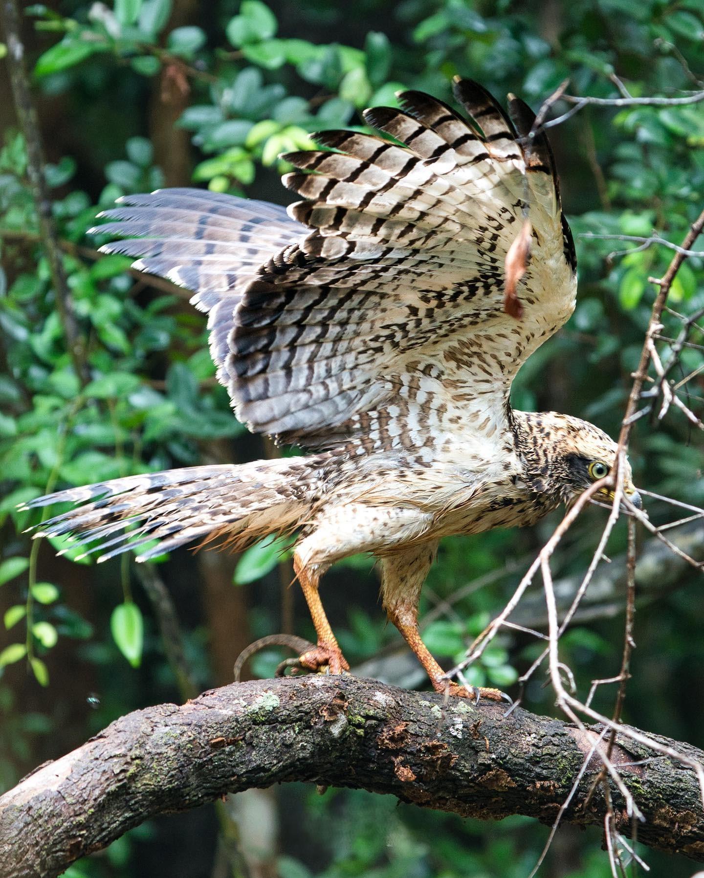 Full-Day Wilpattu National Park Safari Adventure