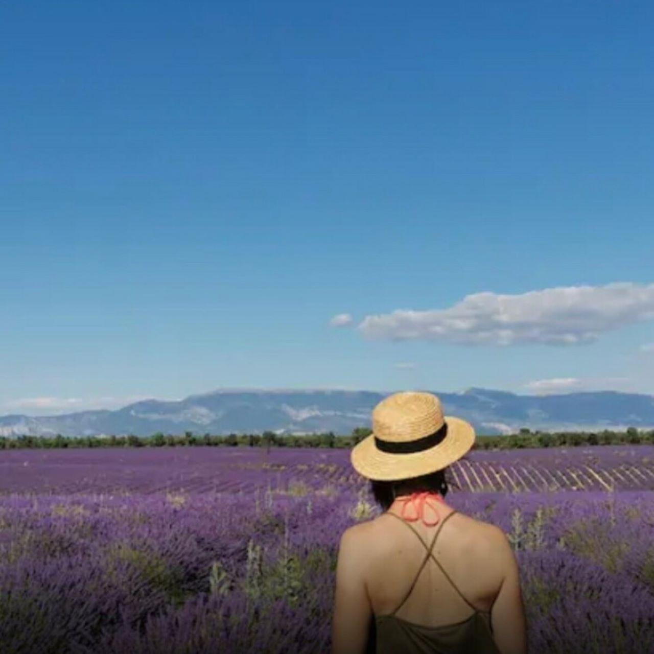 Working lavender farm on the Valensole plateau in Provence — long rows of lavandin used for distillation, visited on a guided lavender farm tour