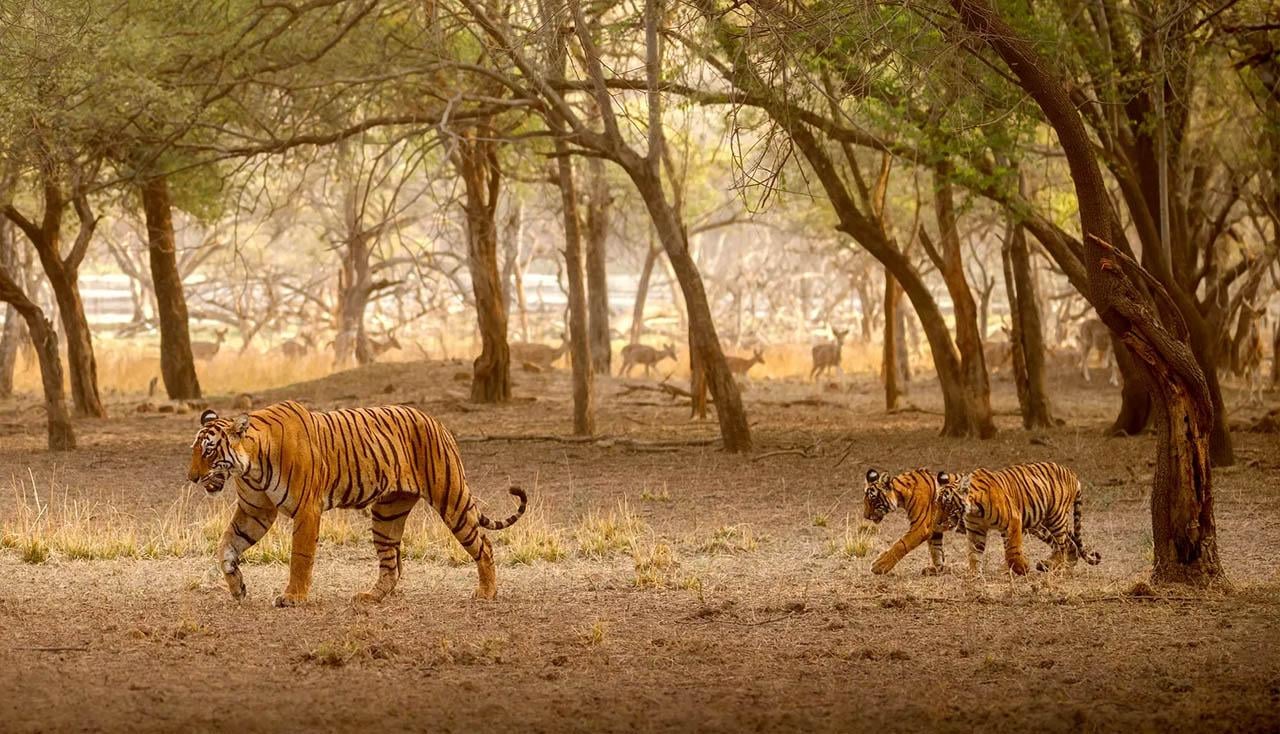 3-Day Ranthambore Tiger Safari Expedition from Delhi
