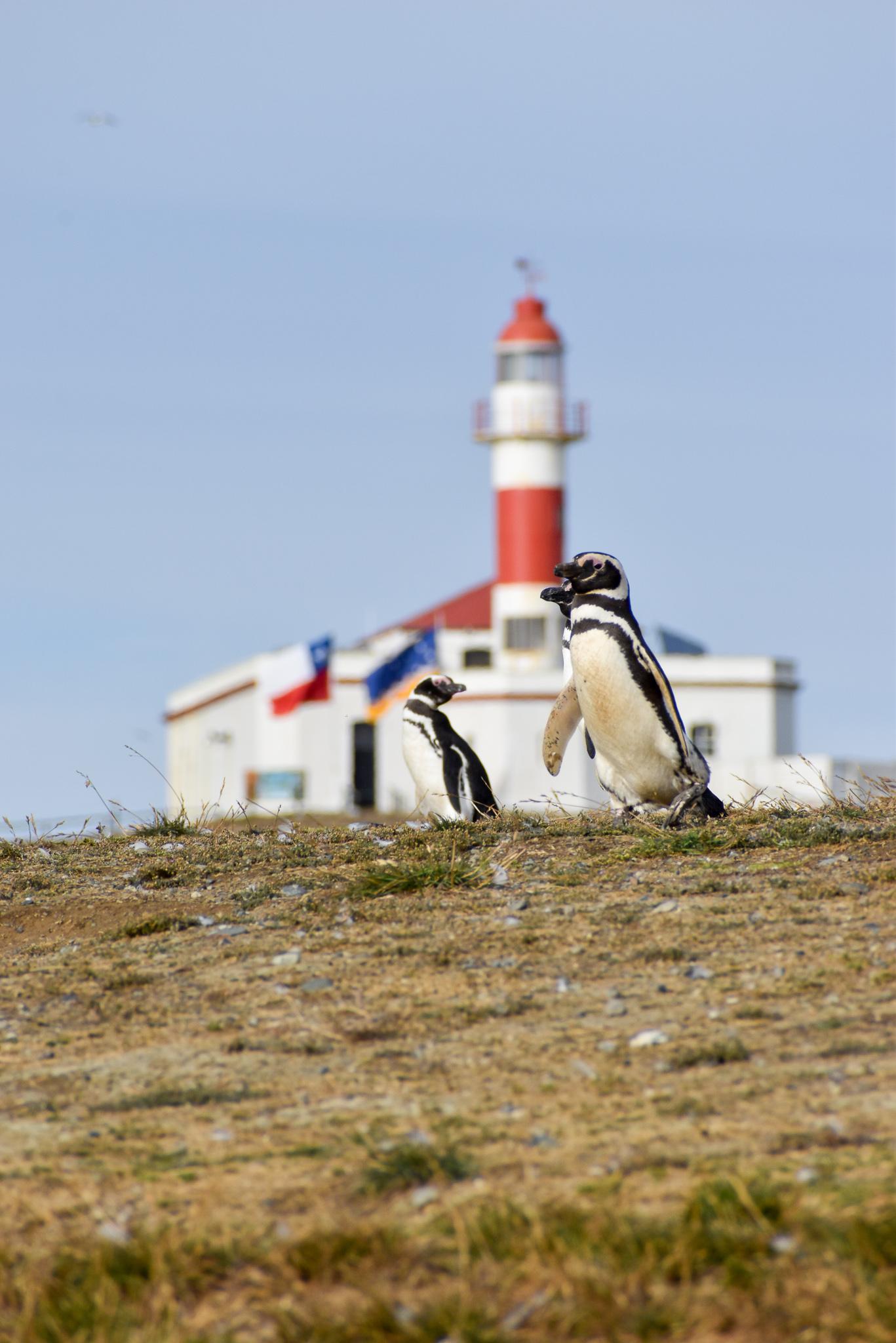 Magdalena Island penguin tour from Punta Arenas — image 9