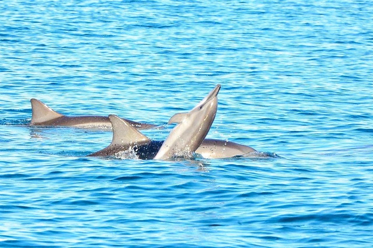 Mauritius Dolphin Swim & Southwest Scenic Discovery
