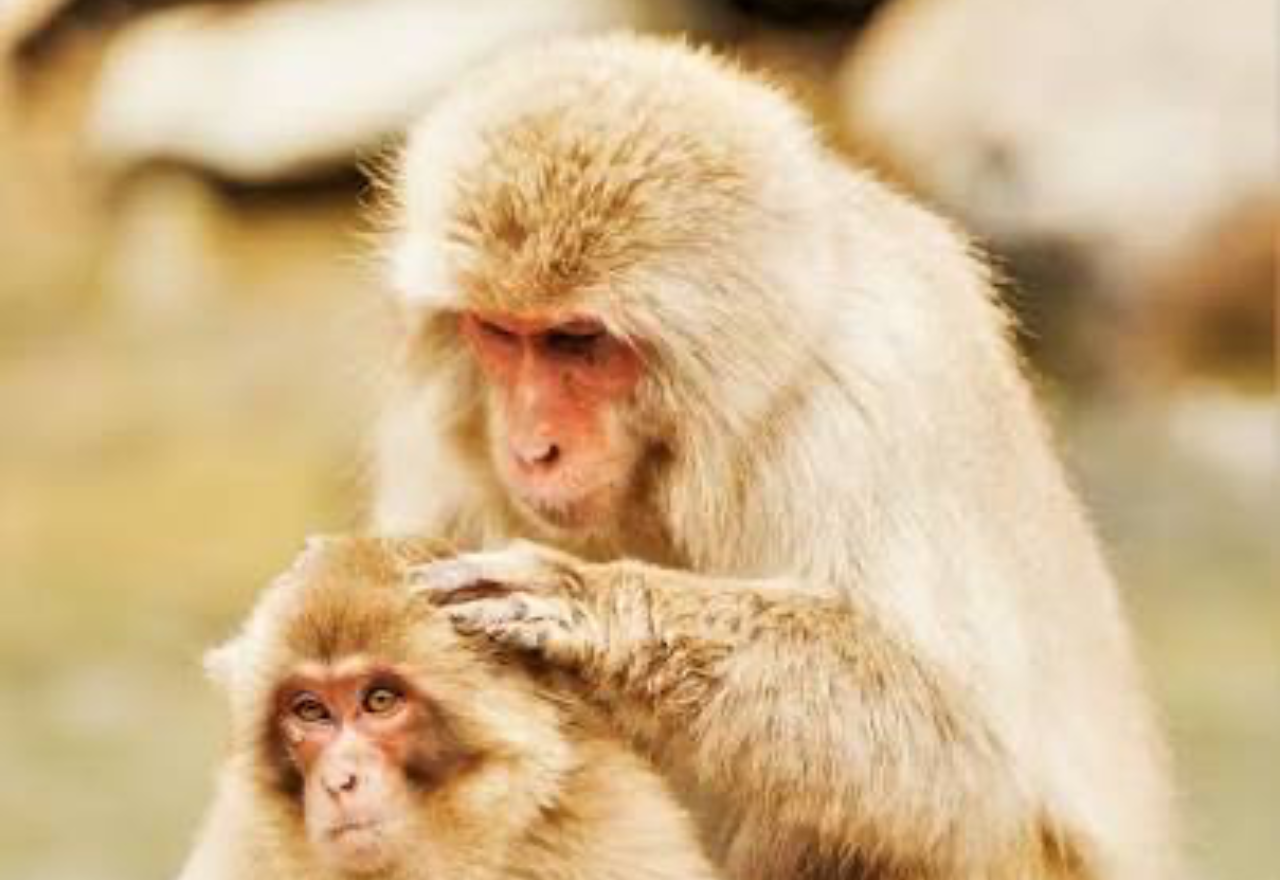 Nagano Snow Monkey Private Day Trip from Tokyo with English Guide