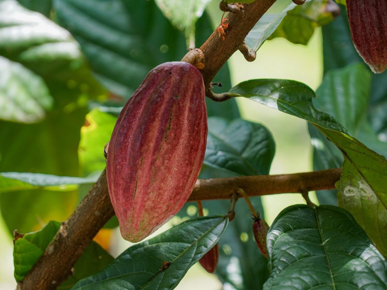 La Fortuna: North Fields Coffee & Chocolate Farm Tour