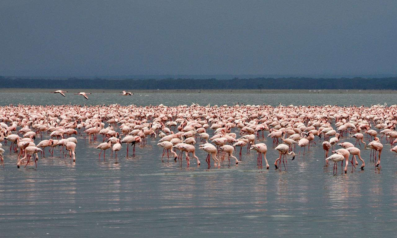 5-Day Private Kenya Safari: Maasai Mara, Nakuru & Naivasha