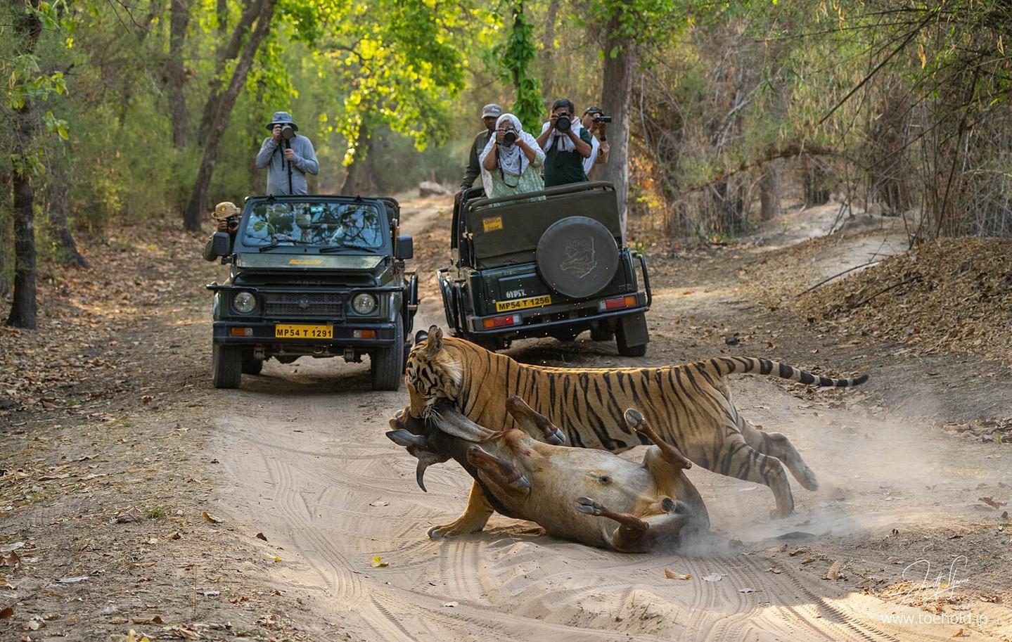 Private Ranthambore Tiger Reserve Gypsy Safari