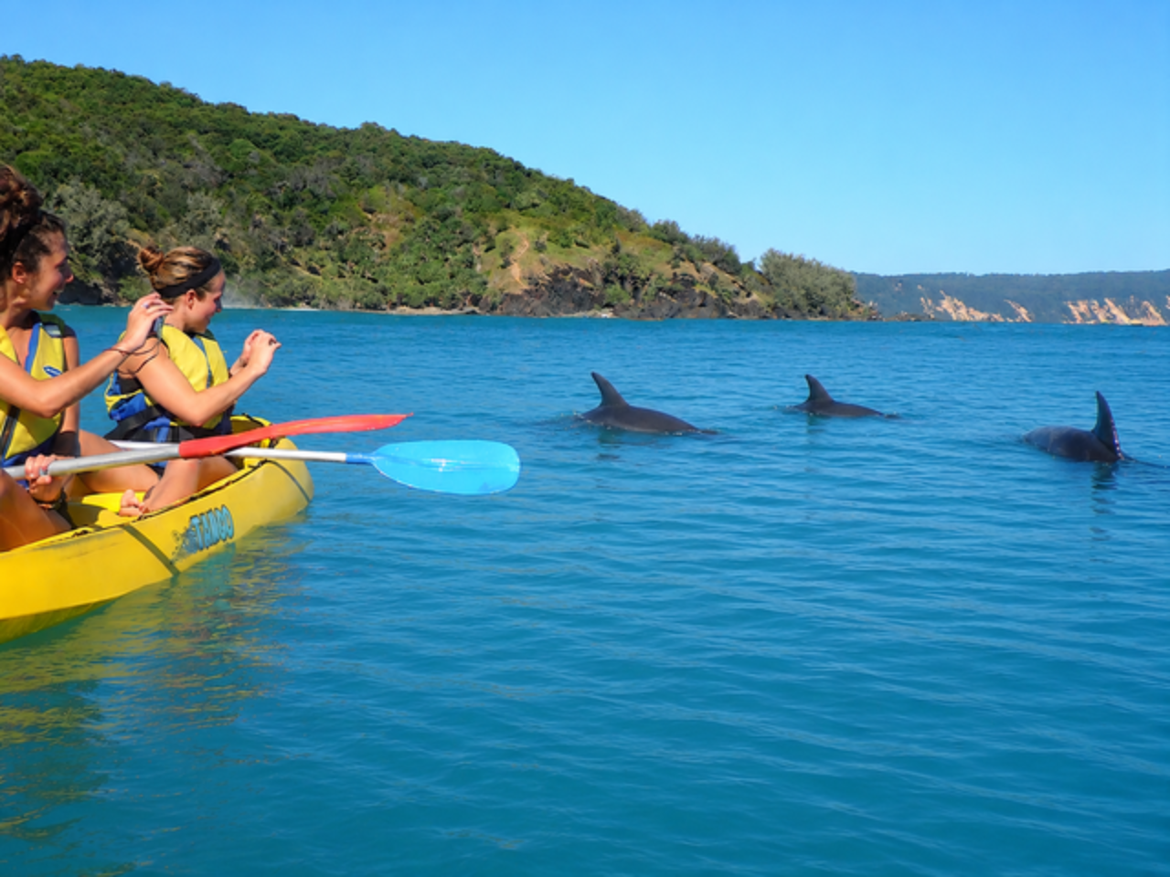 Noosa Ocean Kayak Adventure: Dolphins, Whales & 4WD Beach Safari