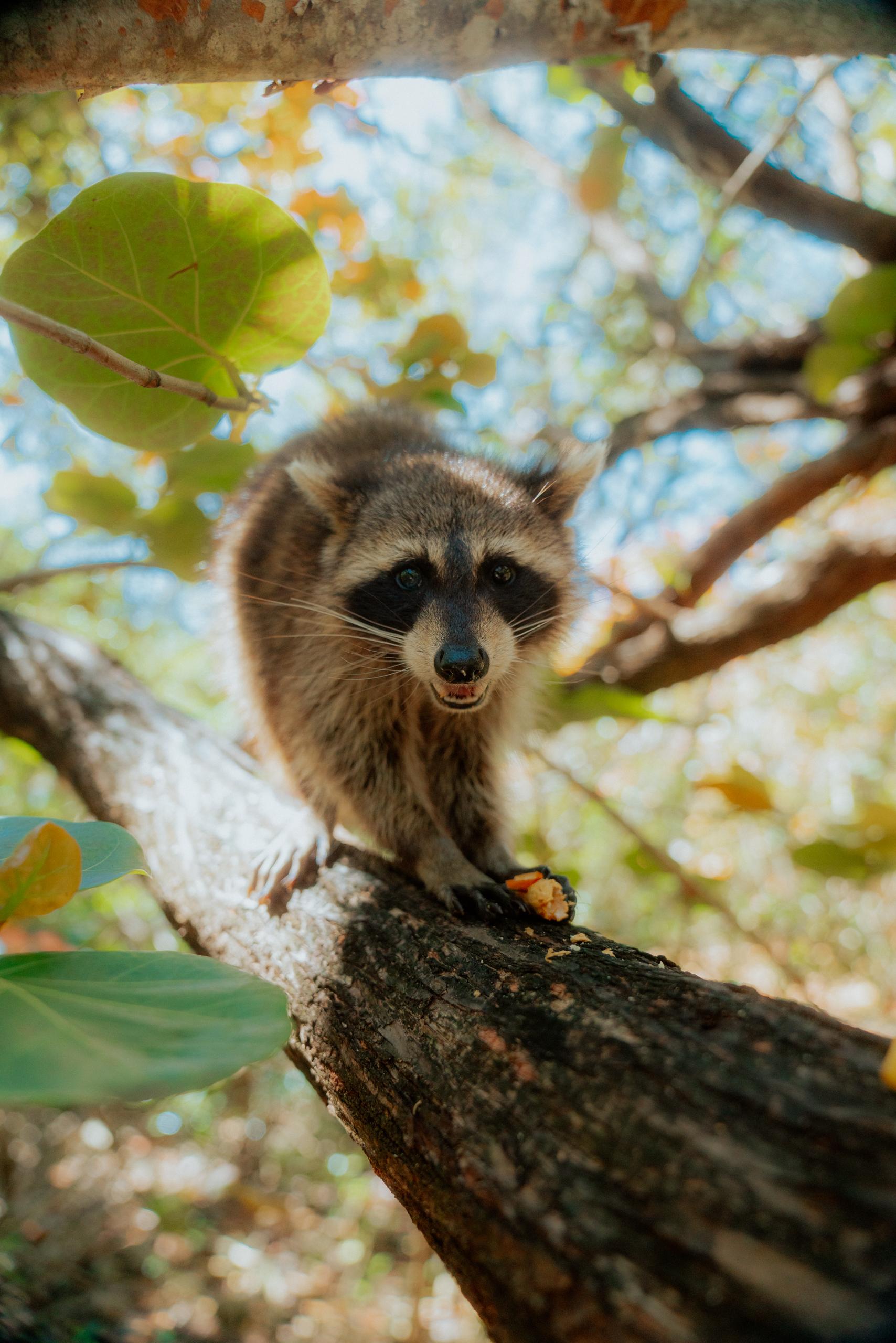 Miami: Guided Raccoon Island Walk & Sandbar Swim Experience