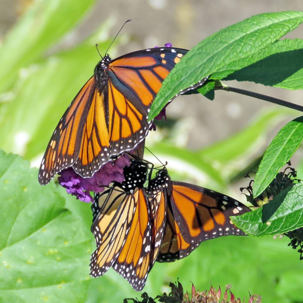 Zanzibar Full-Day Discovery: Stone Town, Butterfly Center & Kuza Cave
