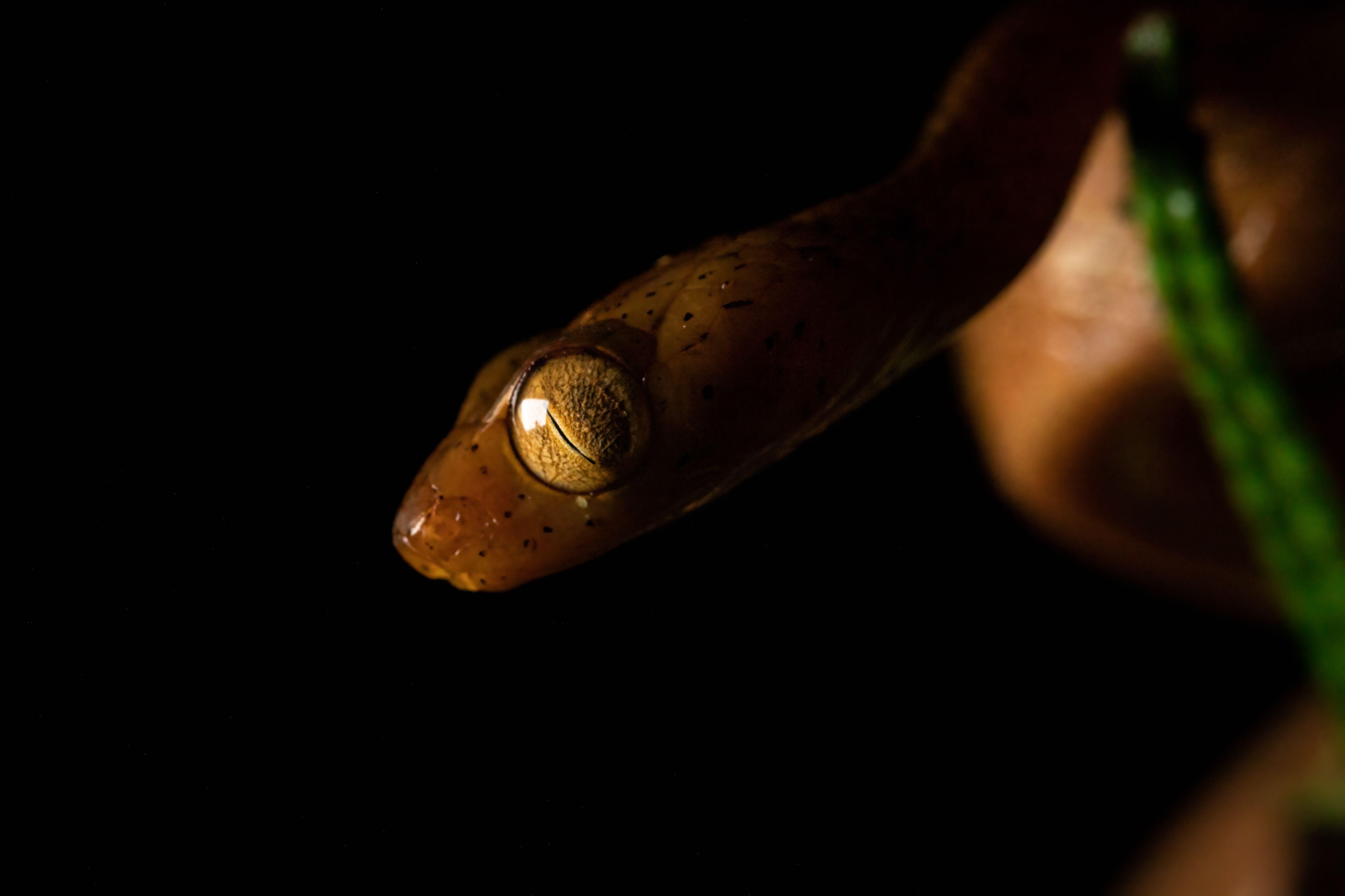 Manuel Antonio Night Wildlife Walk with Expert Naturalist