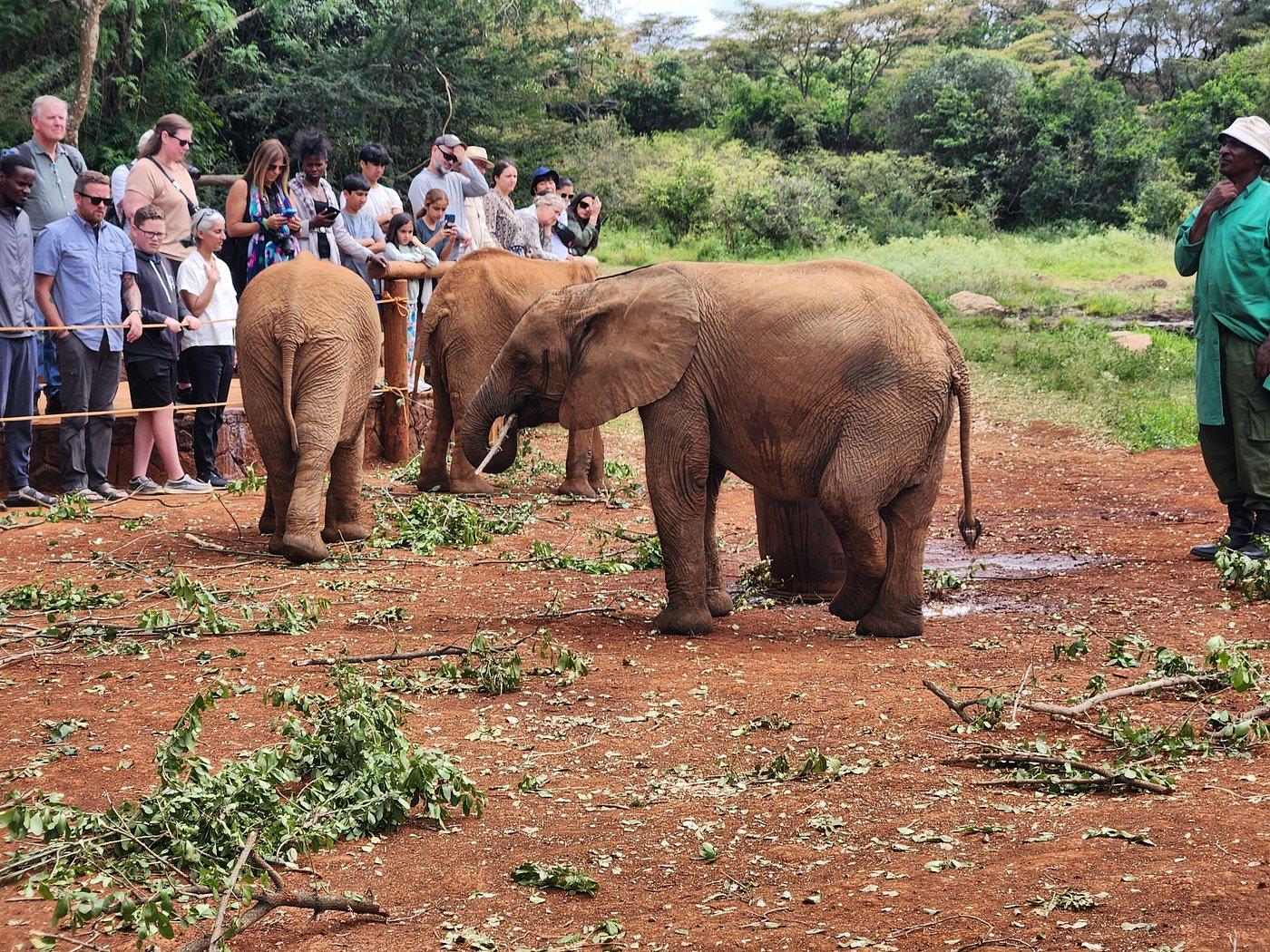 Nairobi Safari Highlights: Wildlife Parks & Elephant Sanctuary