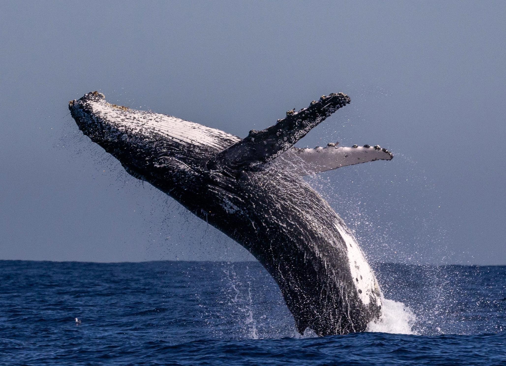Sydney whale watching cruise — humpback whales off Sydney Harbour Heads — image 11