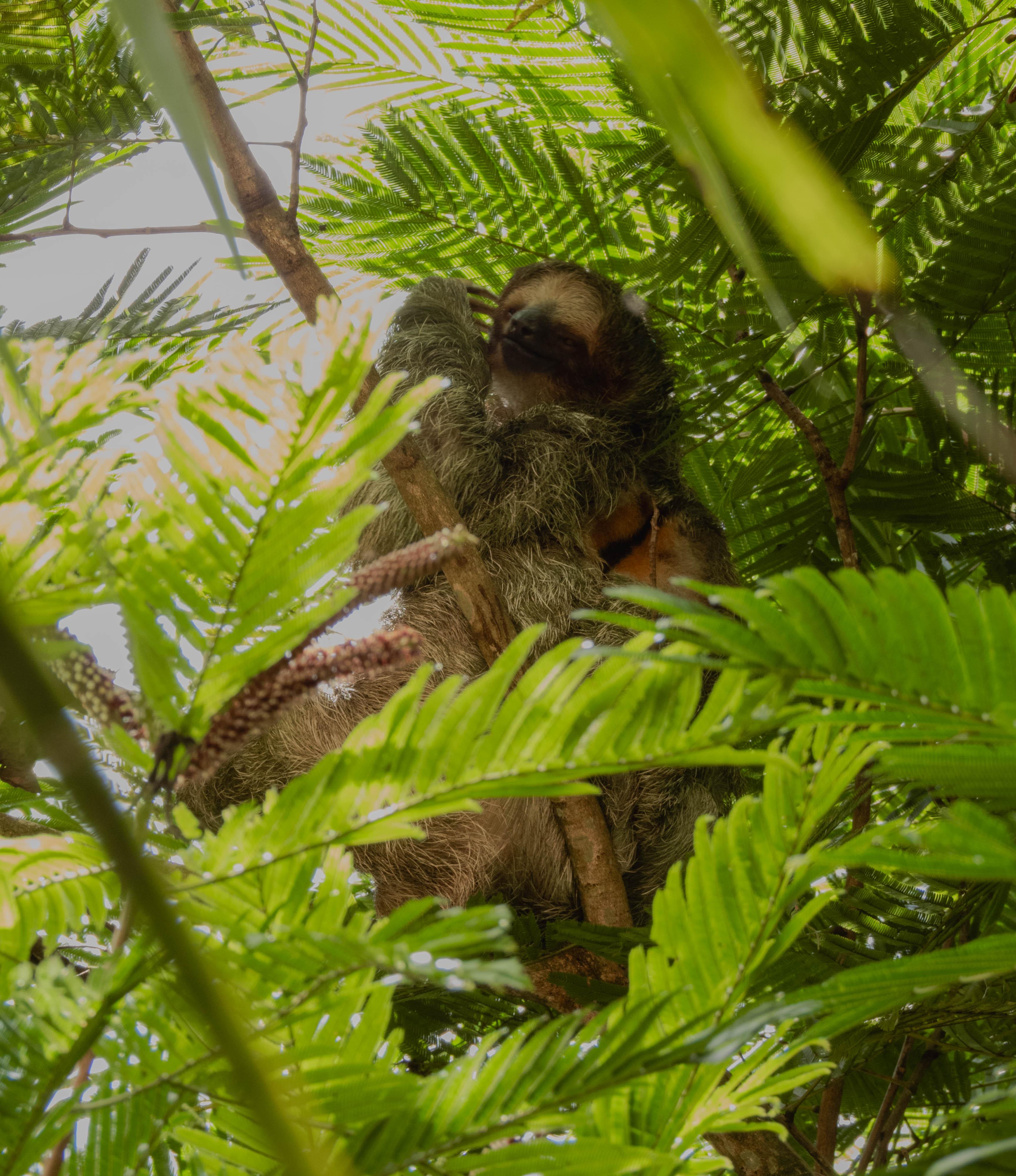 Sloth Encounter & Costa Rican Farm Experience