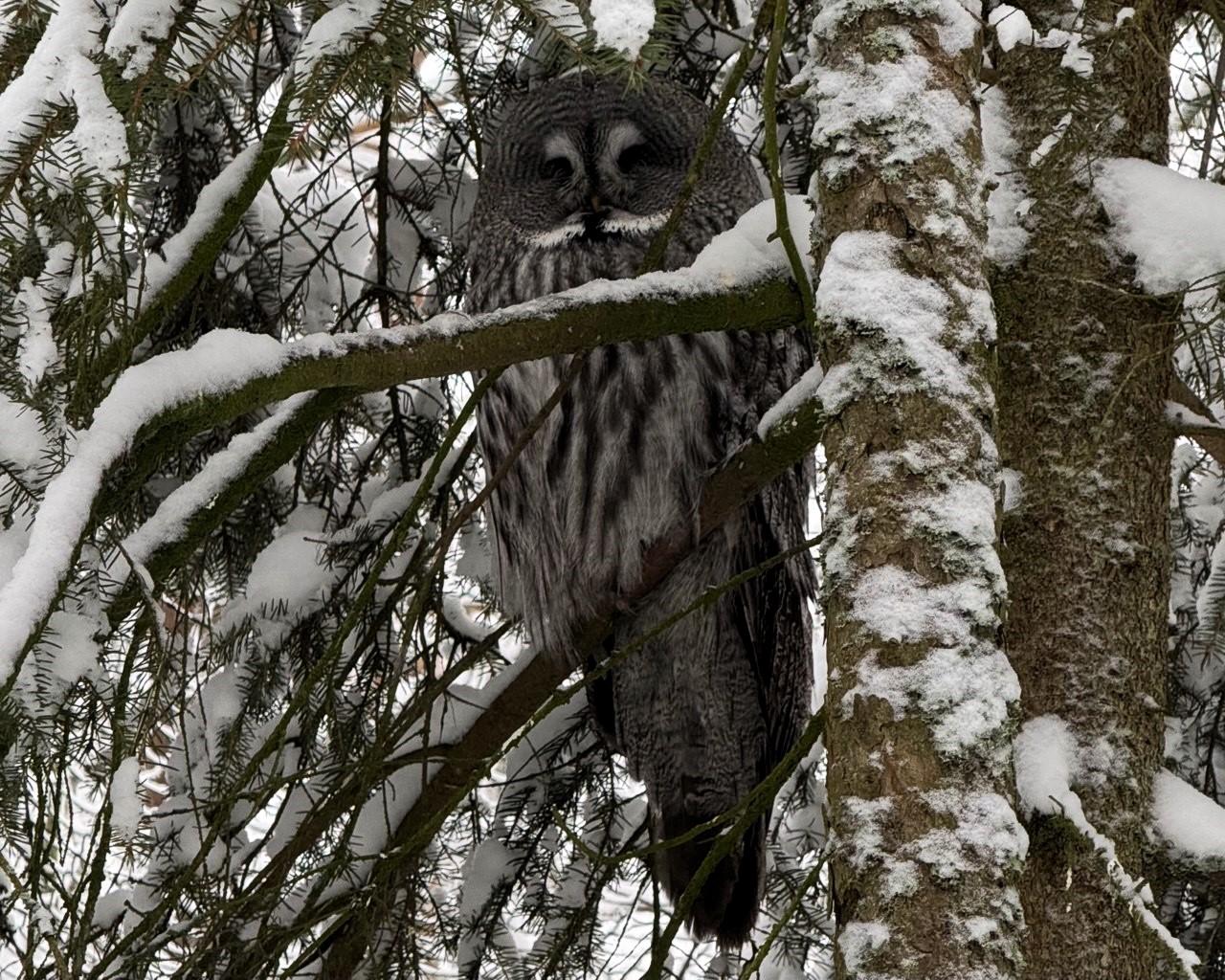 Ranua Wildlife Park Day Trip from Rovaniemi